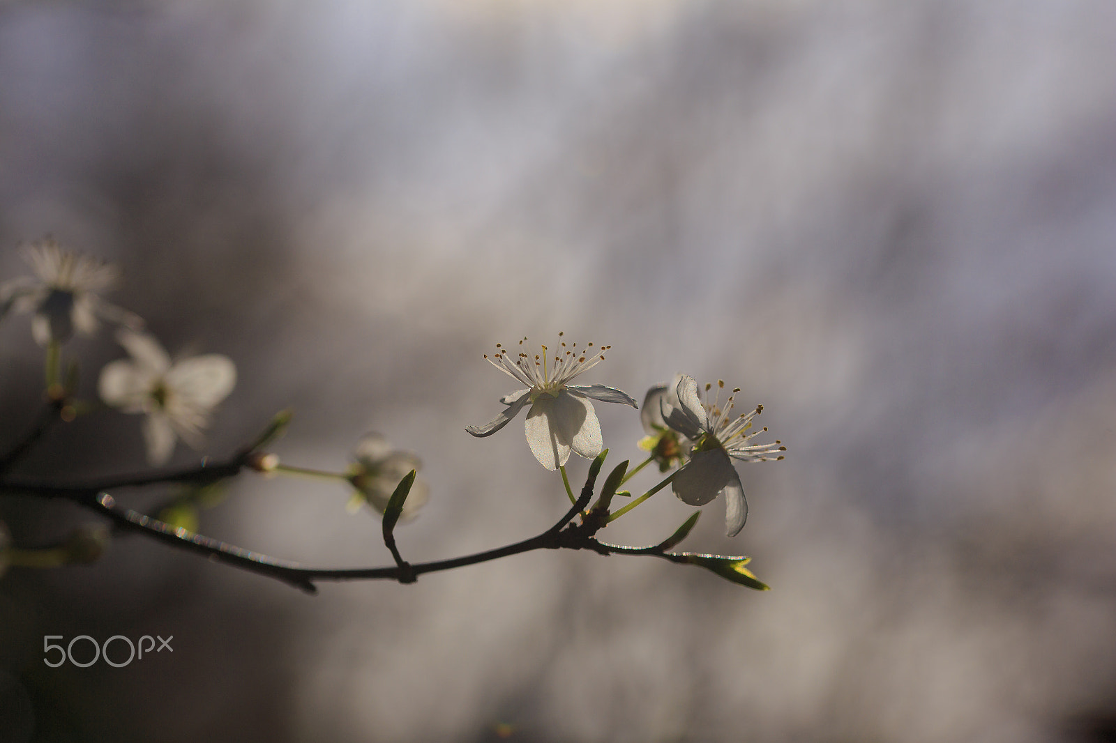 Sigma 105mm F2.8 EX DG OS HSM sample photo. Blackthorn photography