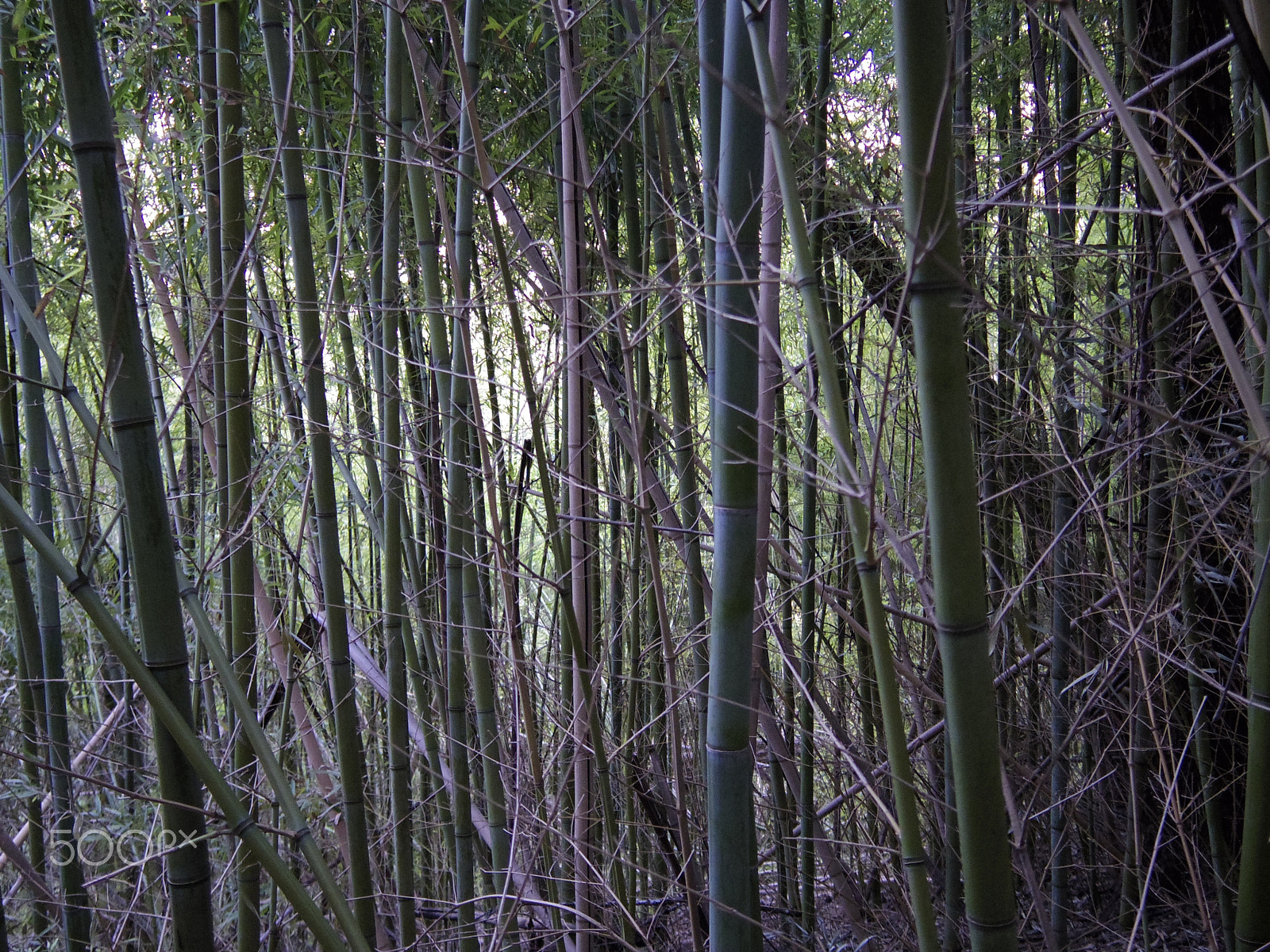 Pentax 01 Standard Prime sample photo. Texas bamboo forest photography