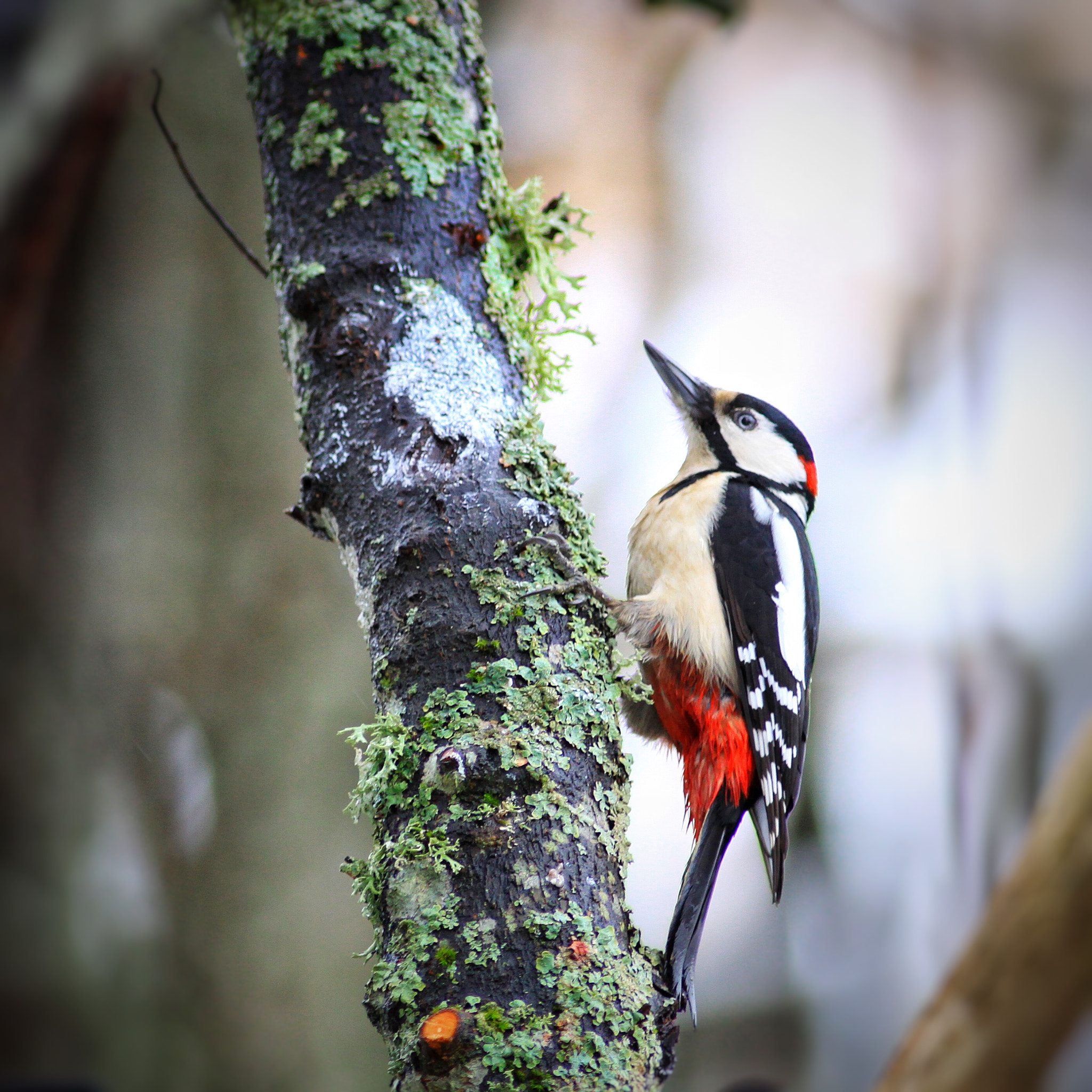 Canon EOS 50D + Canon EF 300mm F4L IS USM sample photo