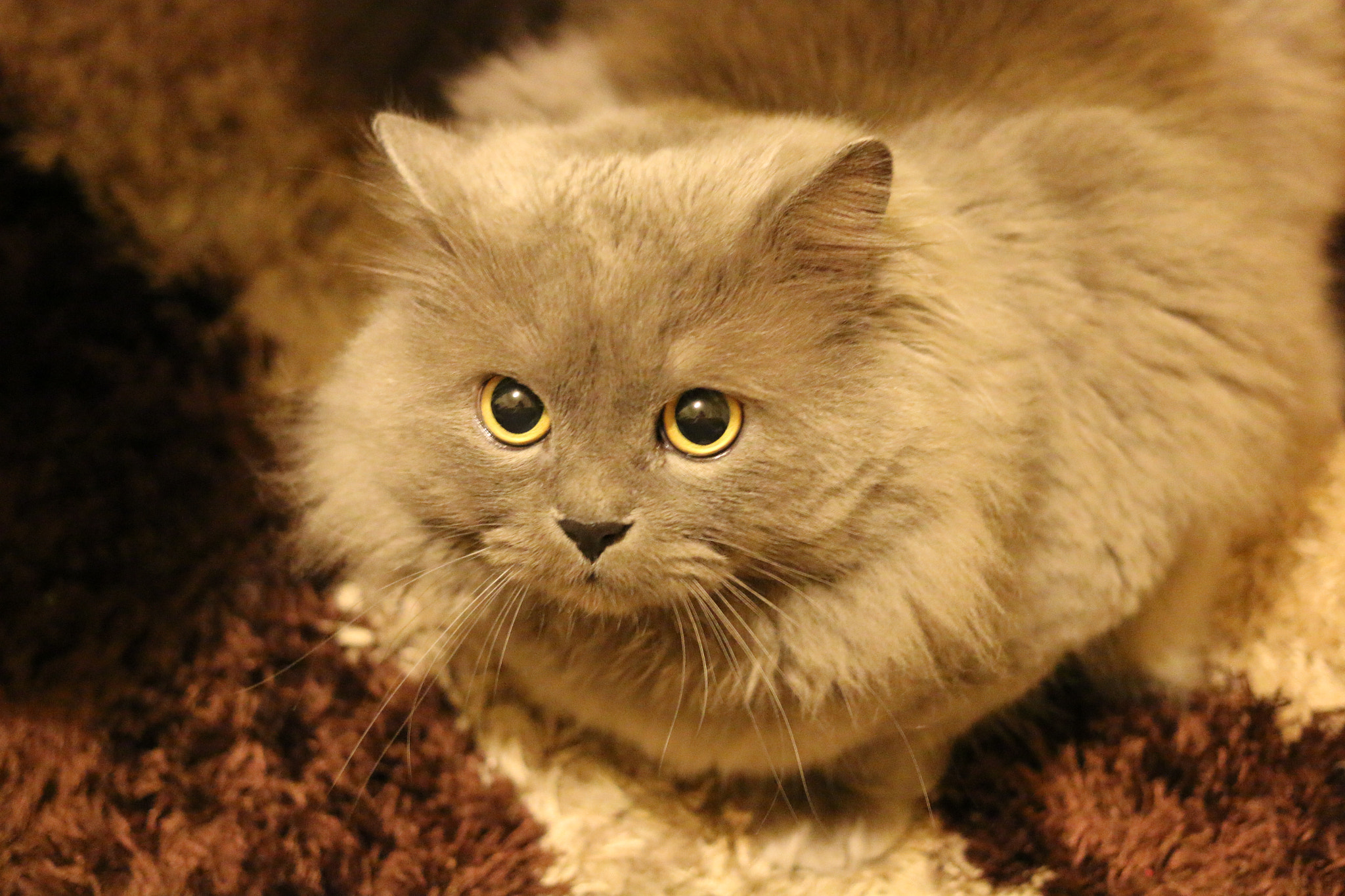 Canon EOS 70D + Canon EF 40mm F2.8 STM sample photo. Cute cat photography