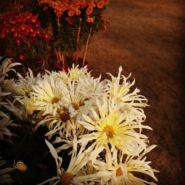 Flower Show in Islamabad Pakistan last year in December by Nazish  Mahmood on 500px.com