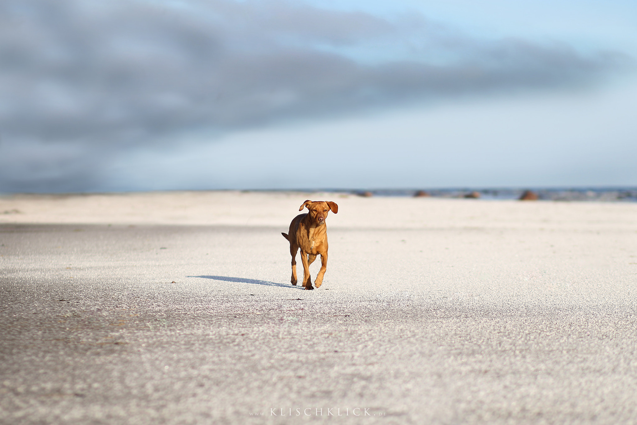 Canon EF 85mm F1.8 USM sample photo. Lone wolf photography