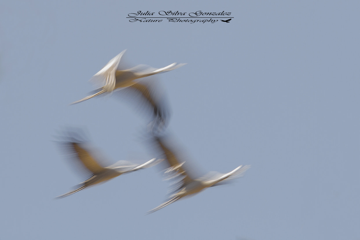 Canon EF 300mm F2.8L IS USM sample photo. Grullas en movimiento photography