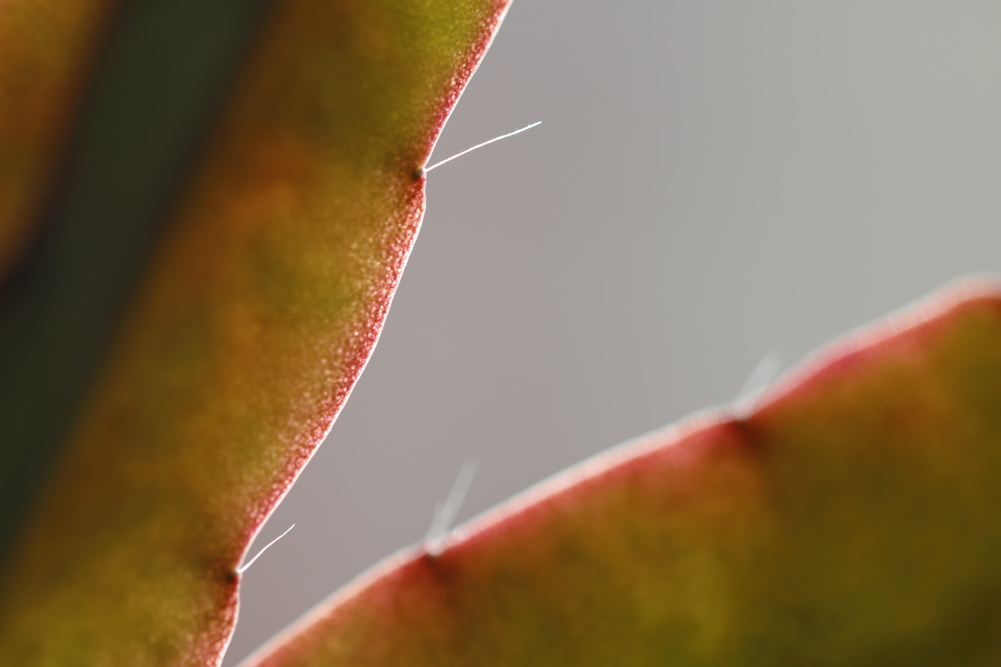 Canon EF 100mm F2.8L Macro IS USM sample photo. Plant-1 photography