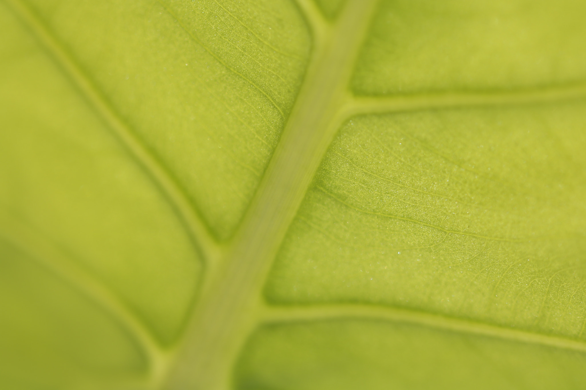 Canon EF 100mm F2.8L Macro IS USM sample photo. Leaf photography