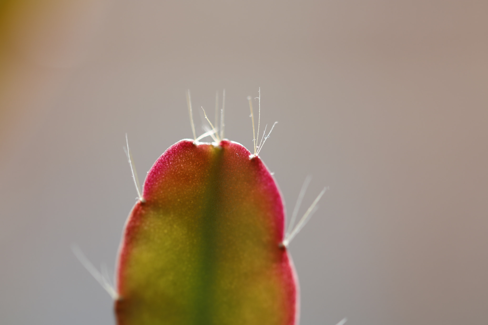 Canon EF 100mm F2.8L Macro IS USM sample photo. Plant-2 photography