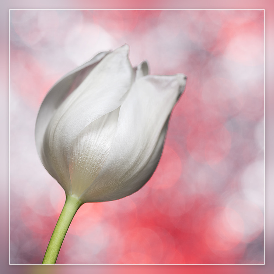 Sigma 150mm F2.8 EX DG OS Macro HSM sample photo. Tulip photography