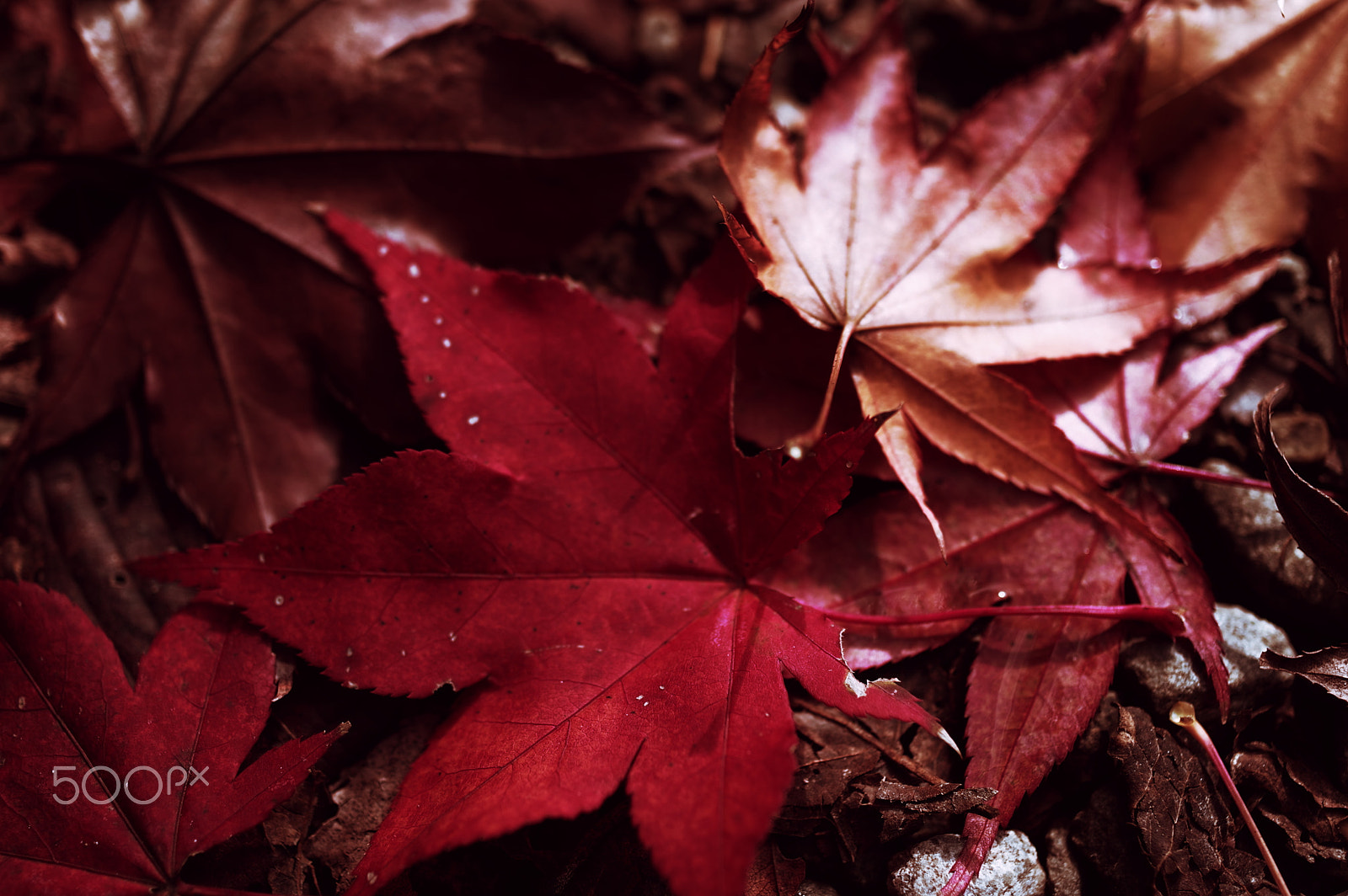 HD Pentax DA 35mm F2.8 Macro Limited sample photo. Autumn leaves 2 photography