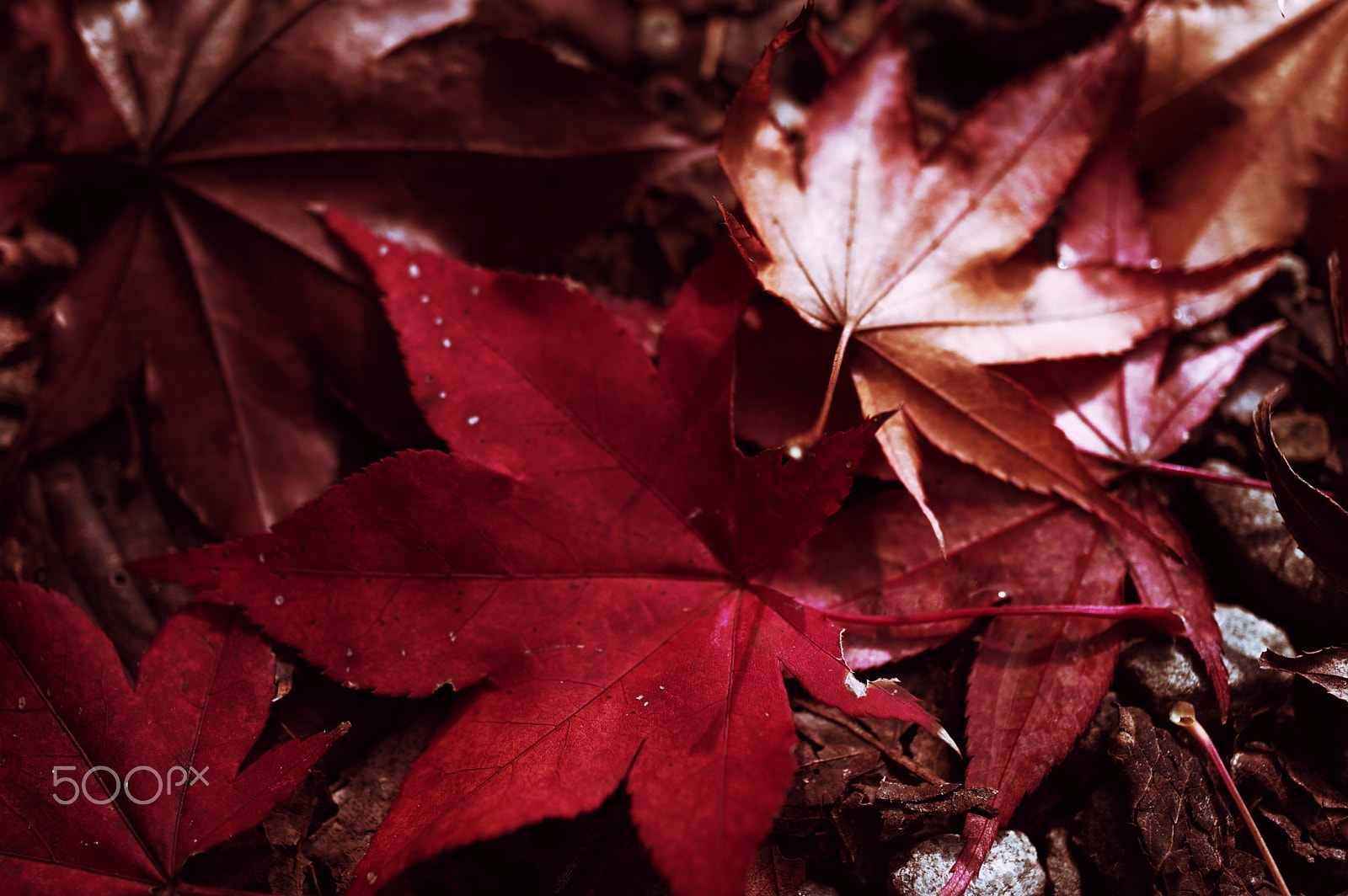 Pentax K-3 + HD Pentax DA 35mm F2.8 Macro Limited sample photo. Autumn leaves 2 photography