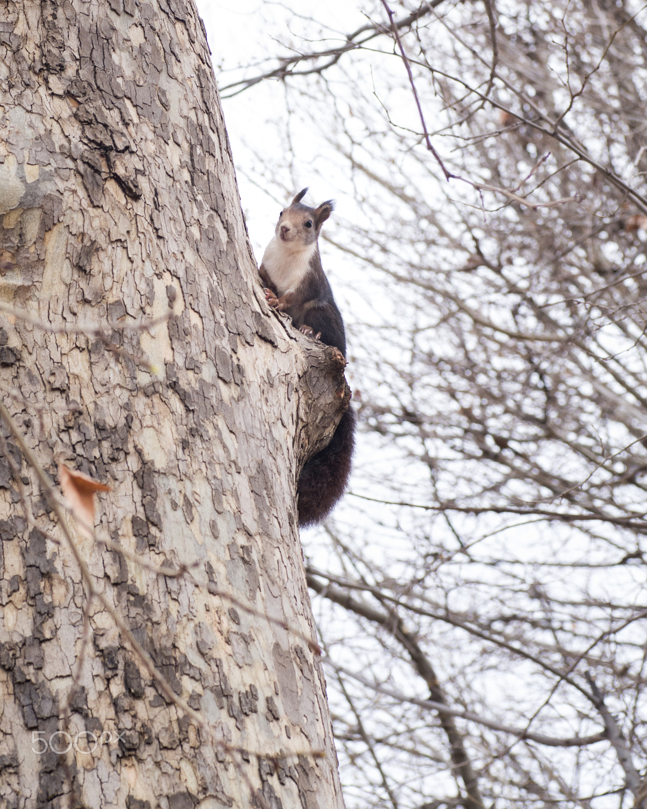 Pentax K-50 sample photo. Squirrel photography