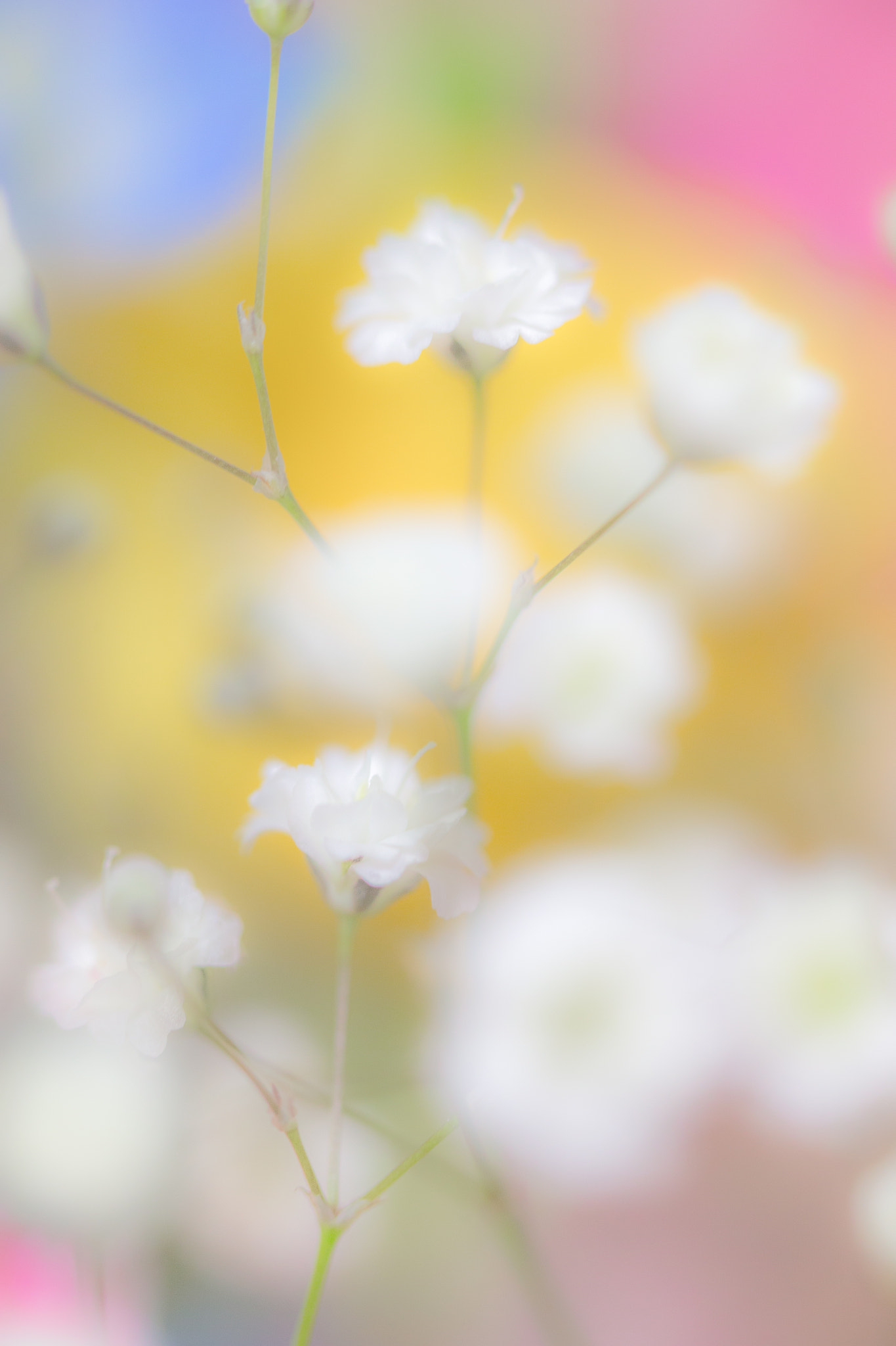 Canon EF 100mm F2.8L Macro IS USM sample photo. Notitle photography