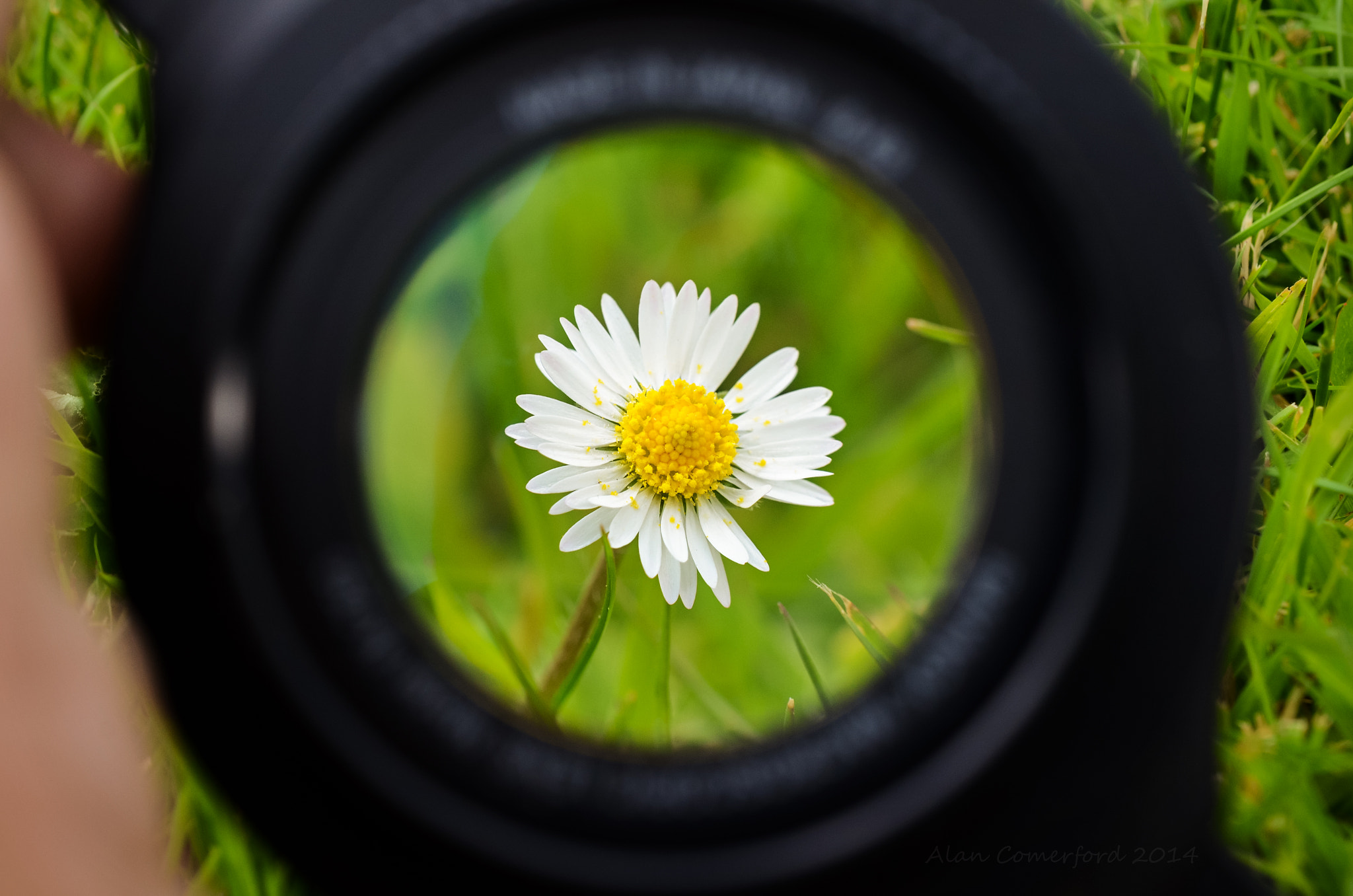Nikon AF-S DX Micro Nikkor 40mm F2.8 sample photo. Standing out photography