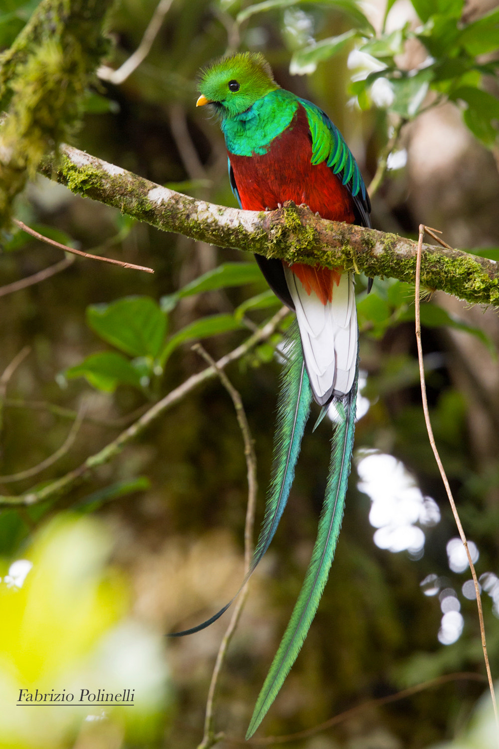 Canon EF 500mm F4L IS II USM sample photo. Quetzal, costarica photography