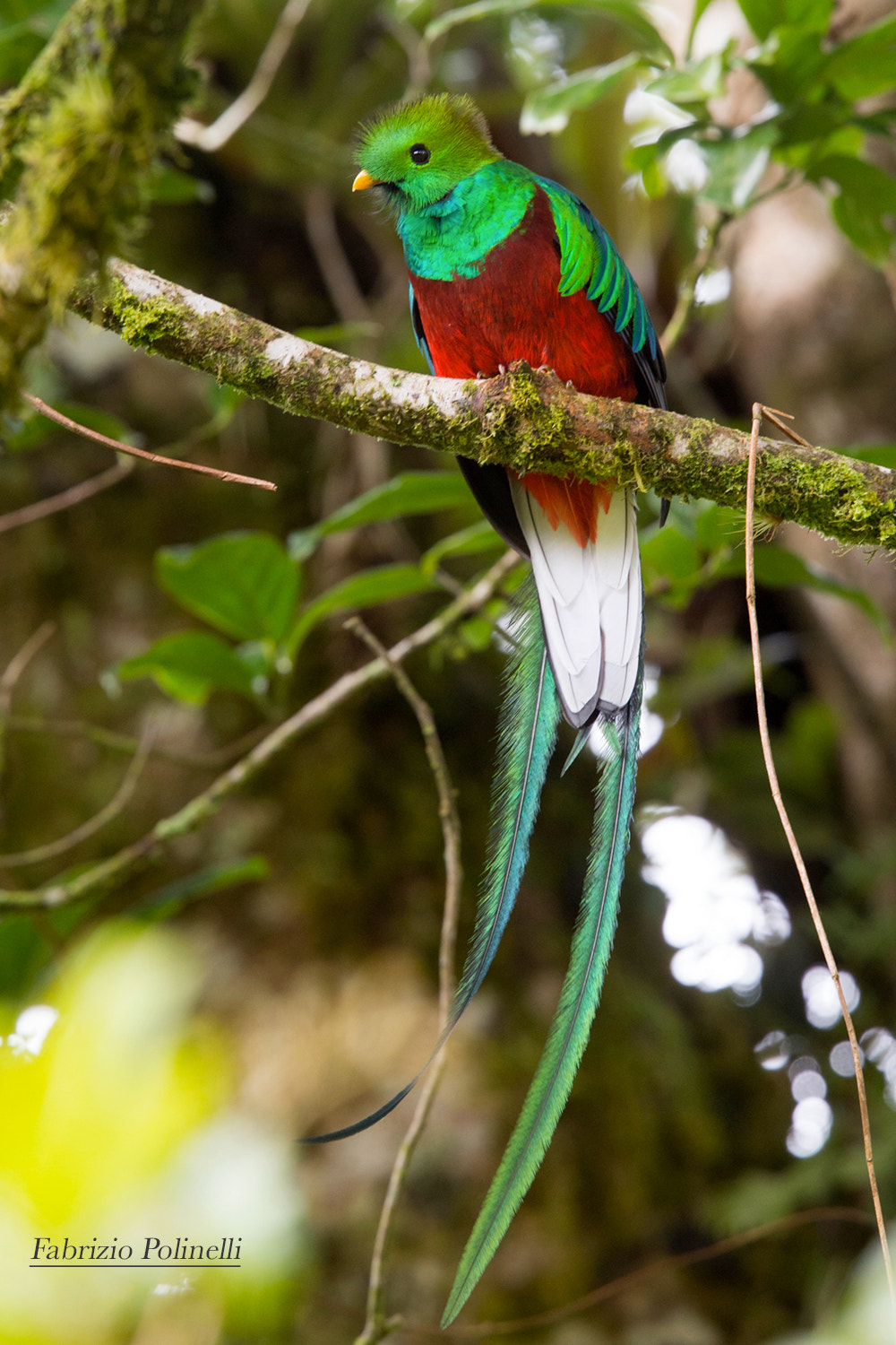 Canon EOS-1D X + Canon EF 500mm F4L IS II USM sample photo. Quetzal, costarica photography