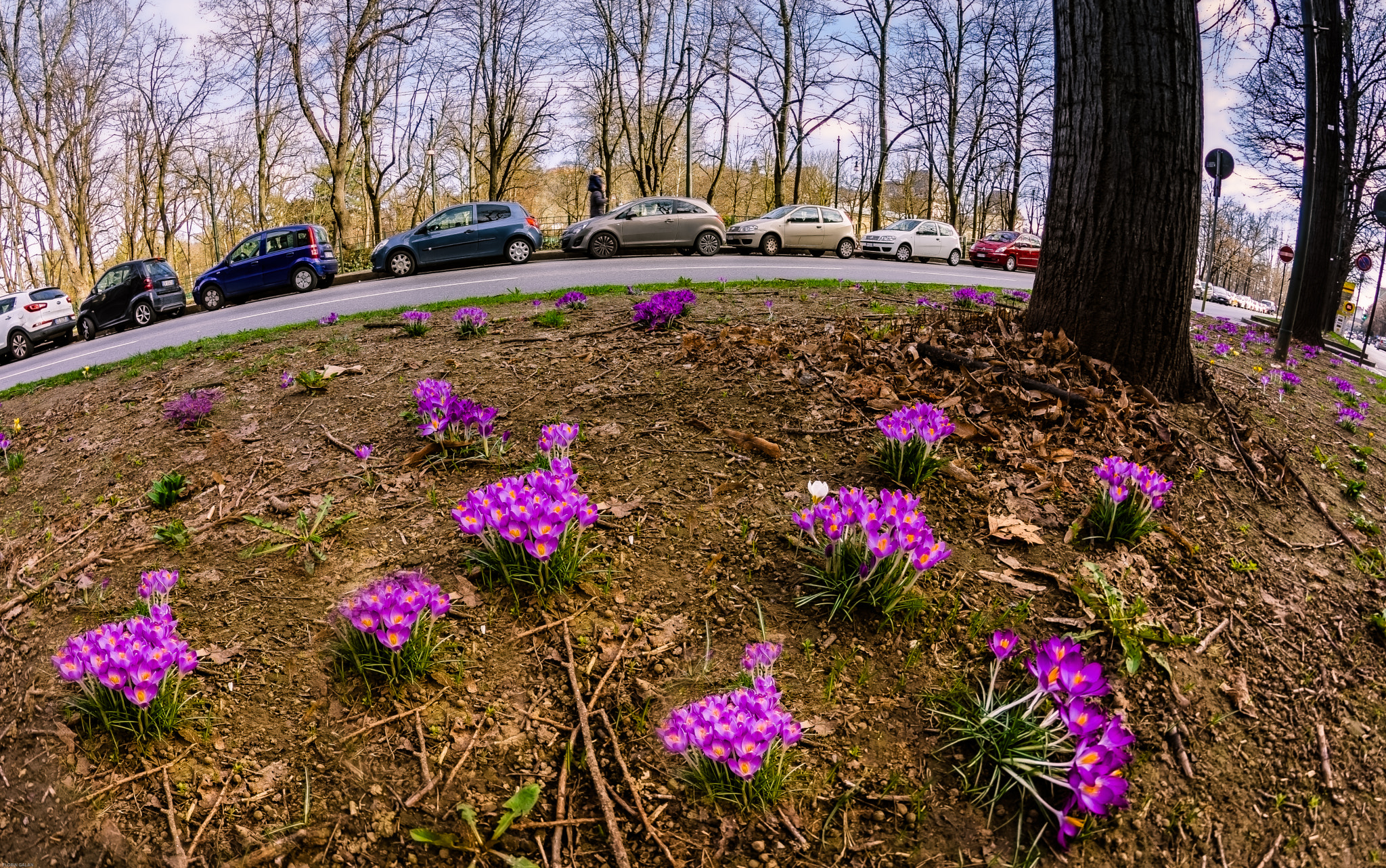 Samyang 8mm F3.5 Aspherical IF MC Fisheye sample photo. Urban spring... photography