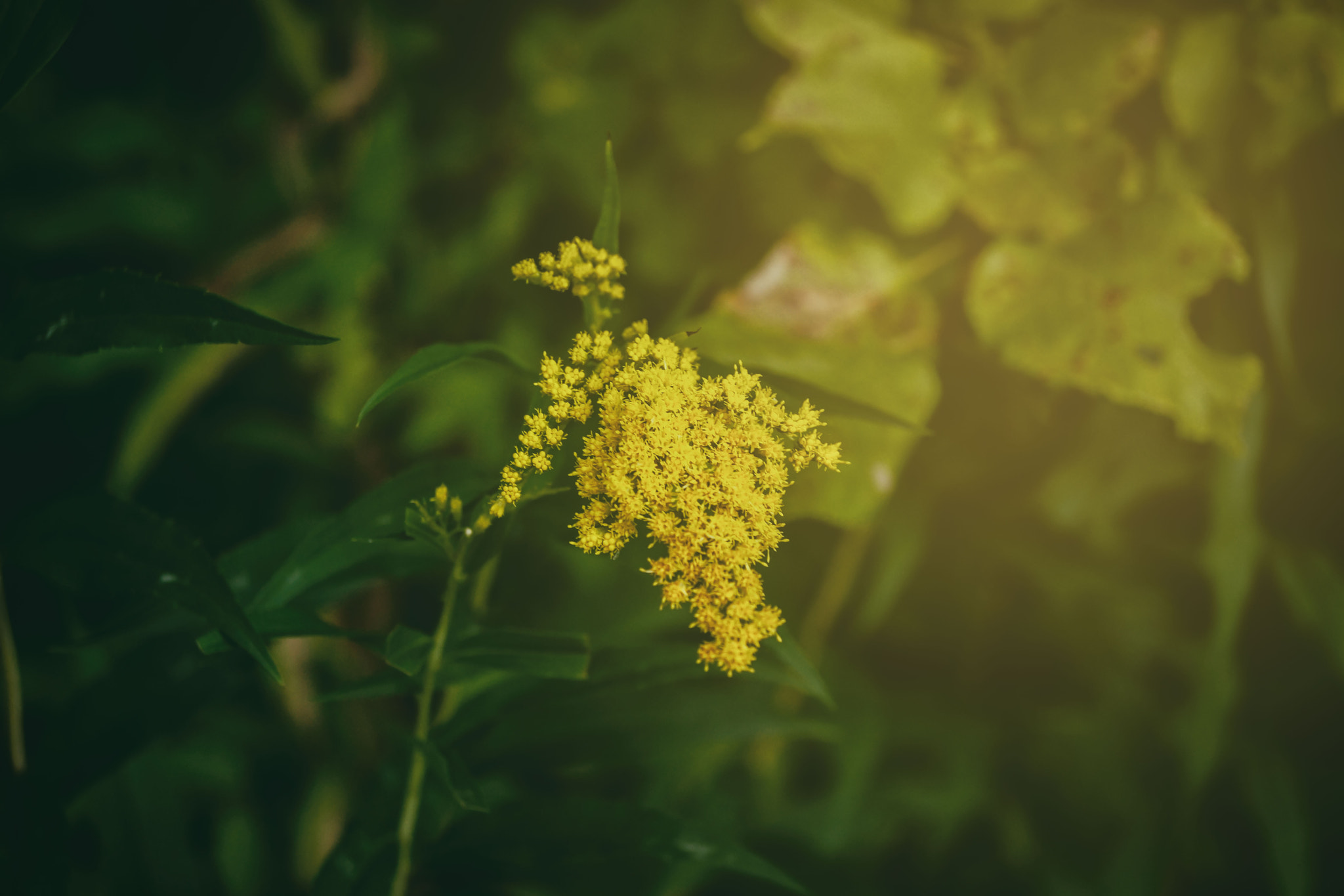 Sony SLT-A65 (SLT-A65V) + Sony DT 18-55mm F3.5-5.6 SAM sample photo. Yellow flower in the forest photography