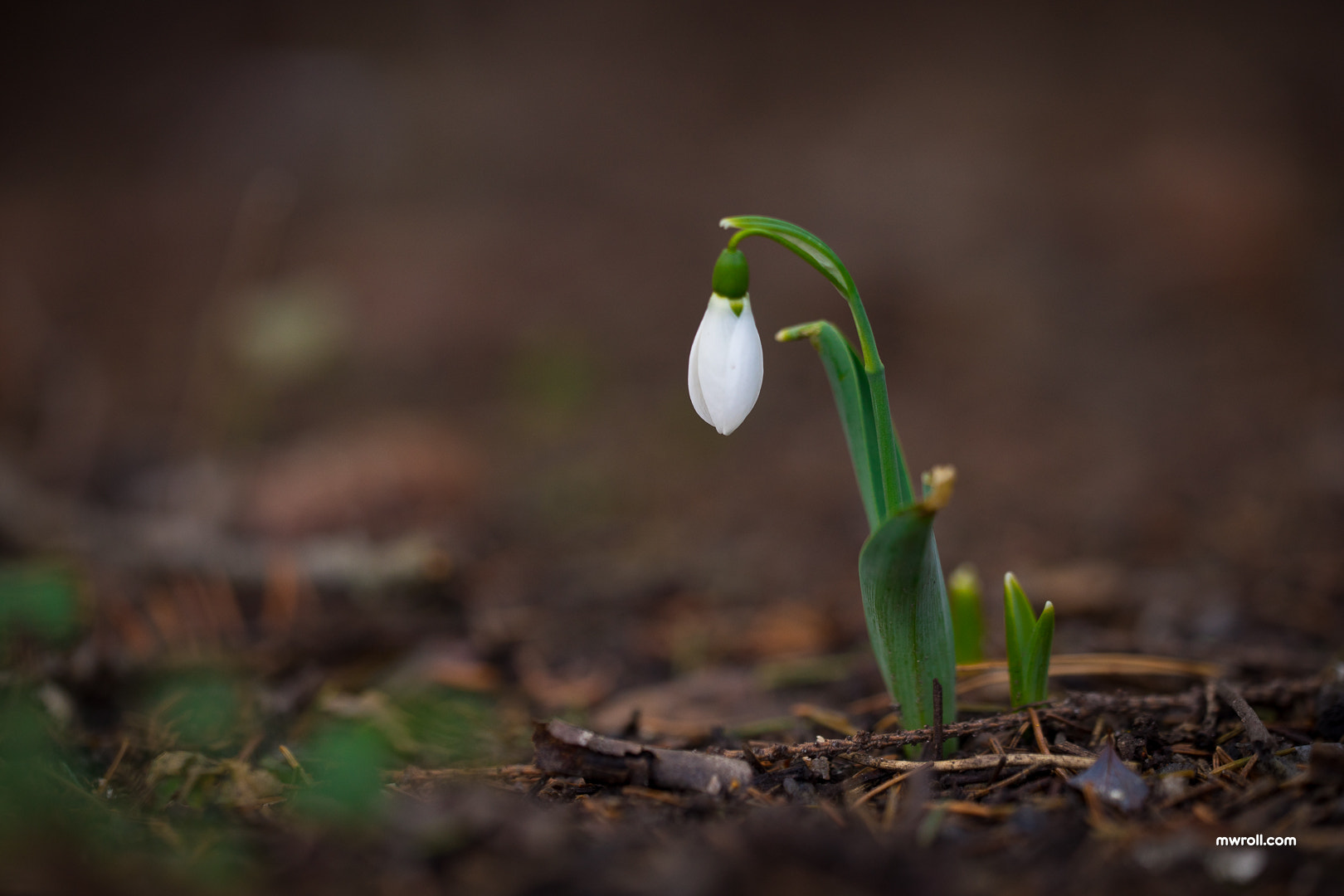 Sony a7 sample photo. First sign of spring photography