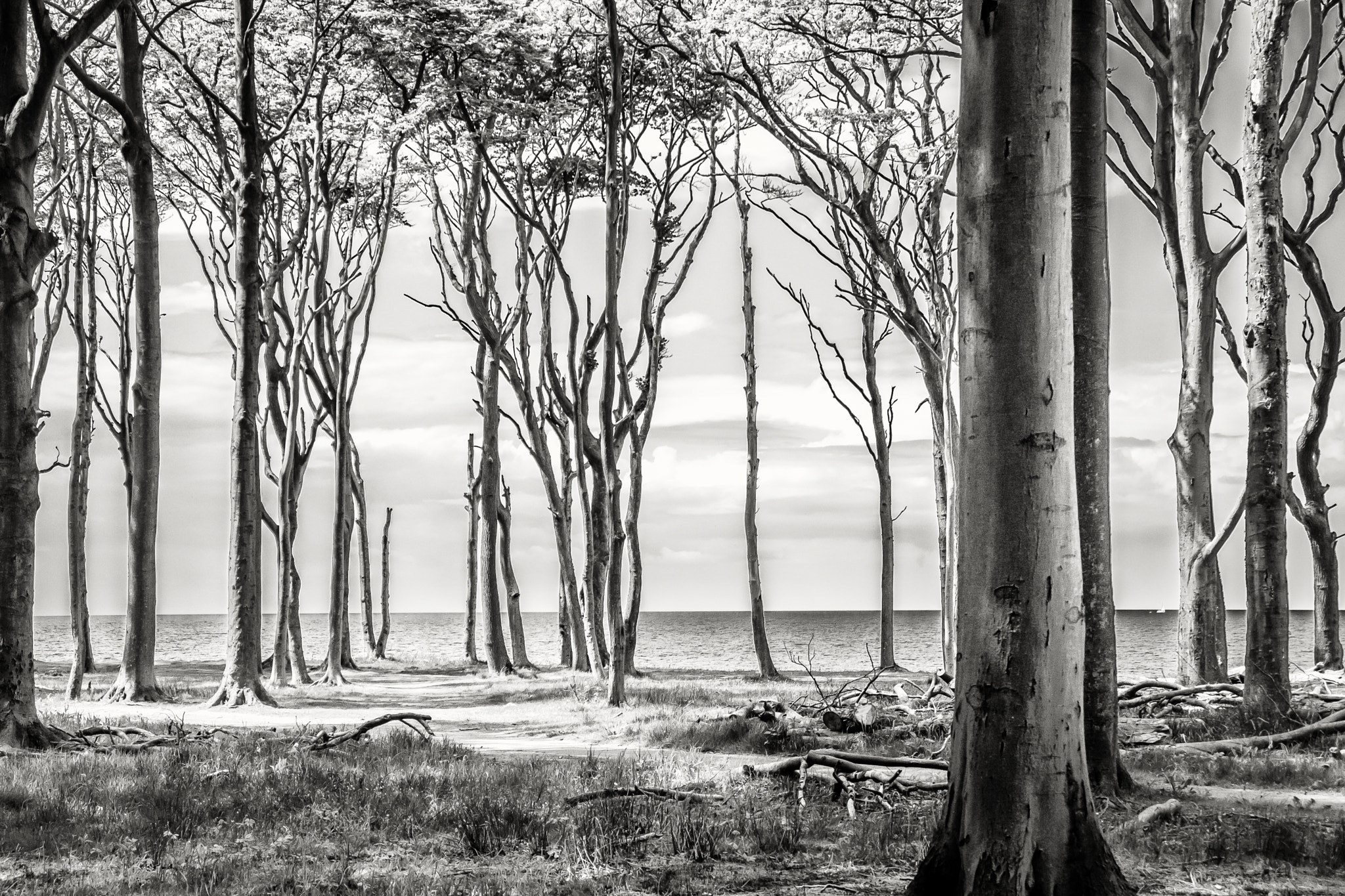 Fujifilm XC 16-50mm F3.5-5.6 OIS sample photo. Ghosts wood photography