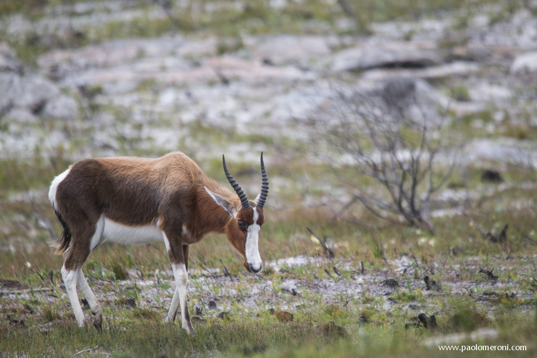 Nikon D800 + Sigma 150-500mm F5-6.3 DG OS HSM sample photo. Bontebok  photography