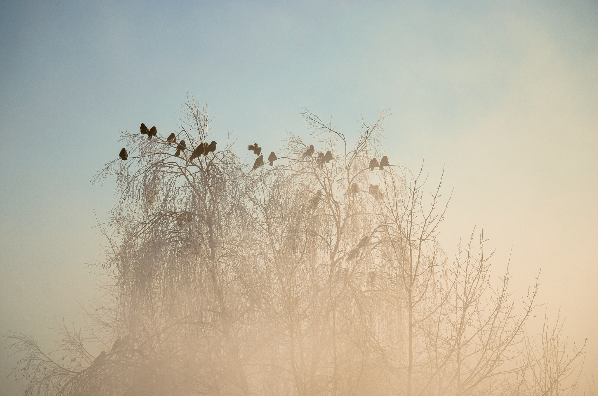 Sigma 150-600mm F5-6.3 DG OS HSM | S sample photo. Галки в тумане photography