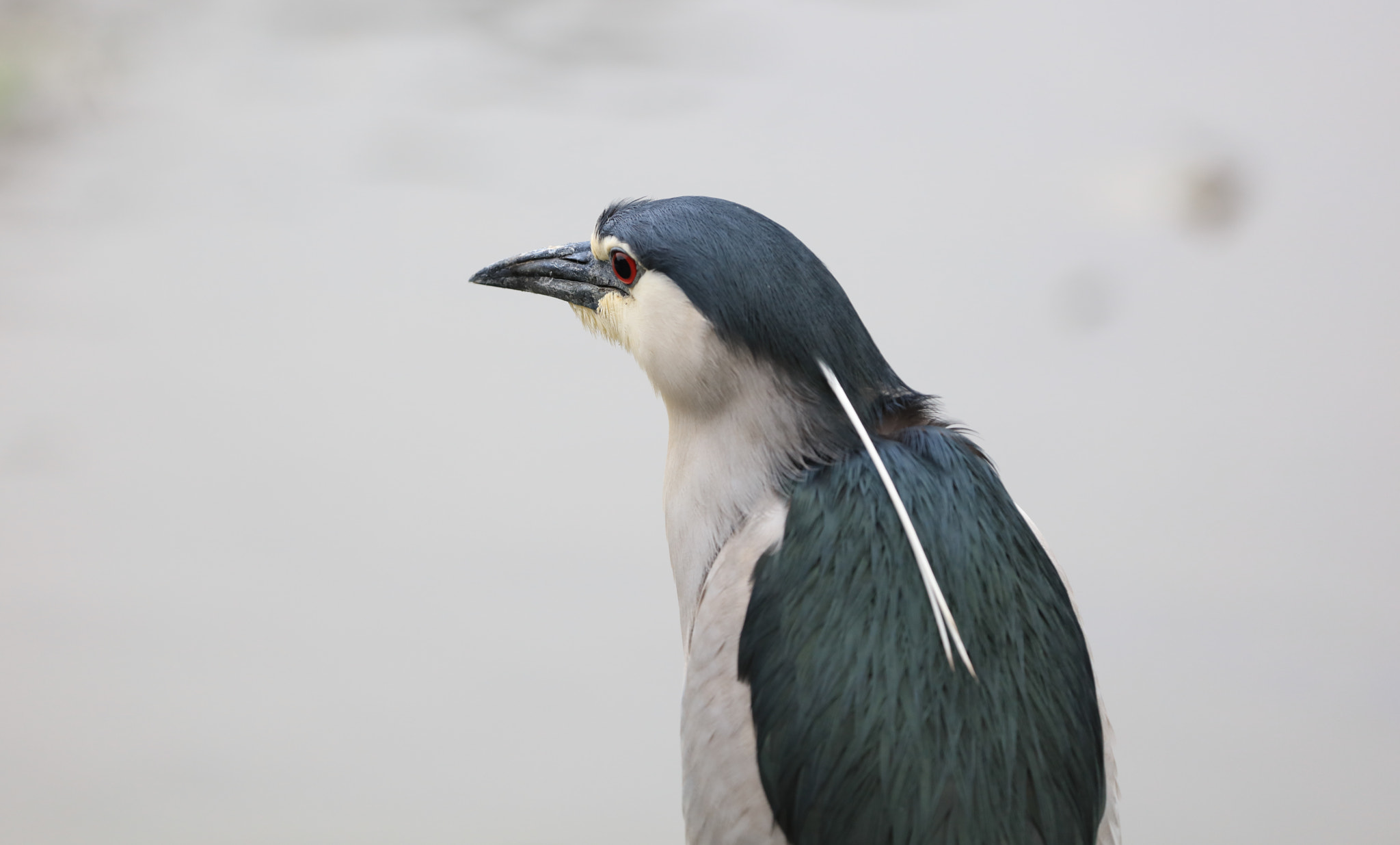 Canon EOS 5DS sample photo. Night heron photography
