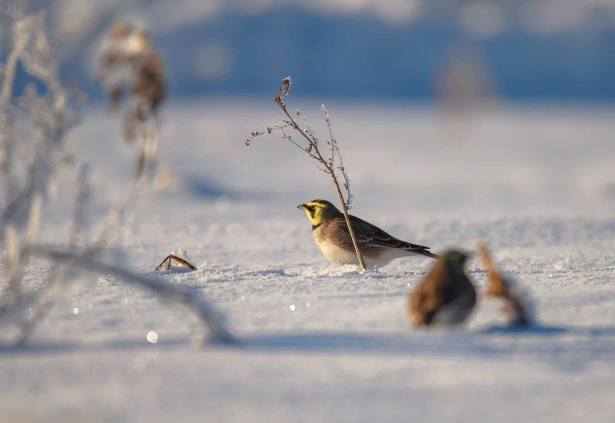 Sigma 150-600mm F5-6.3 DG OS HSM | S sample photo. Один день из жизни жаворонков photography