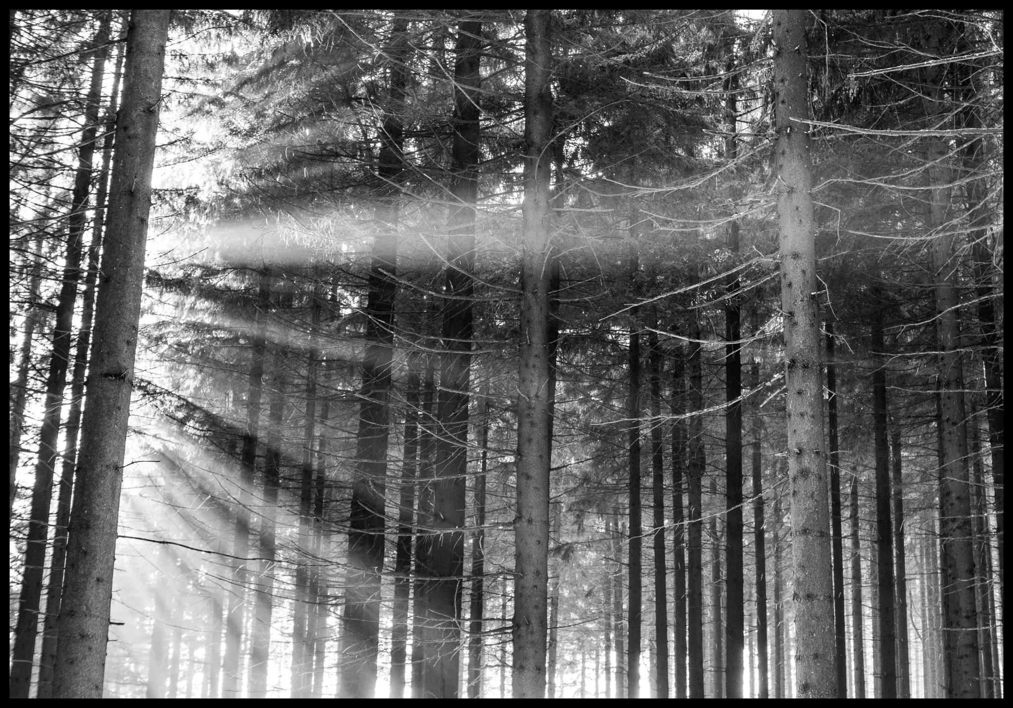 Nikon D800 sample photo. Forest photography
