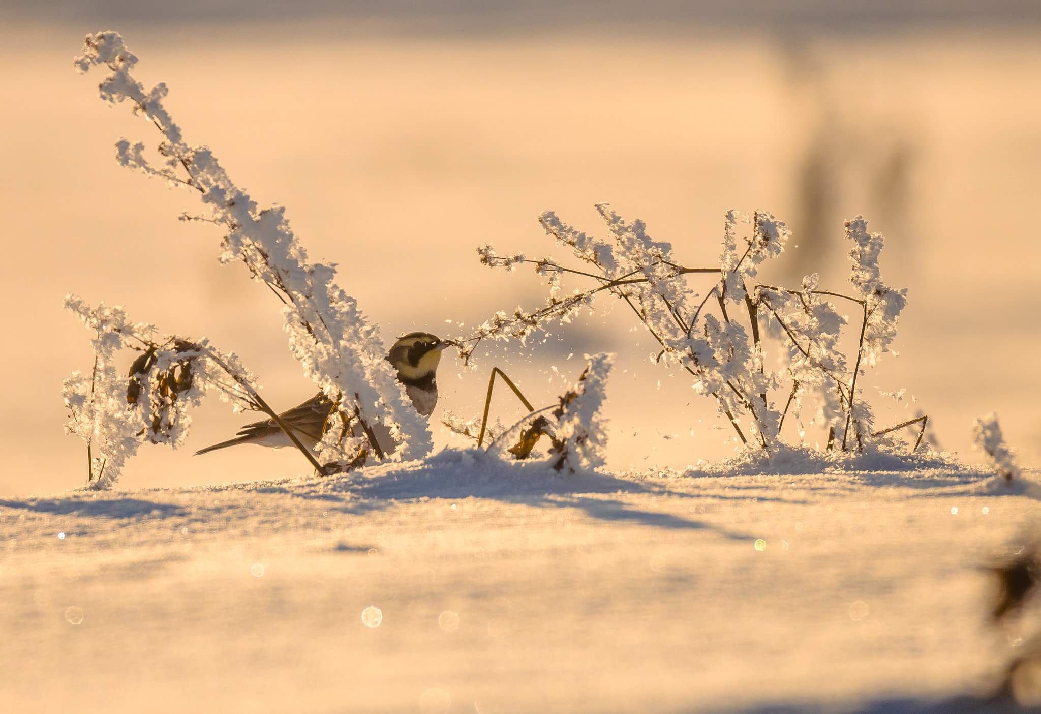 Sigma 150-600mm F5-6.3 DG OS HSM | S sample photo. Один день из жизни жаворонков photography