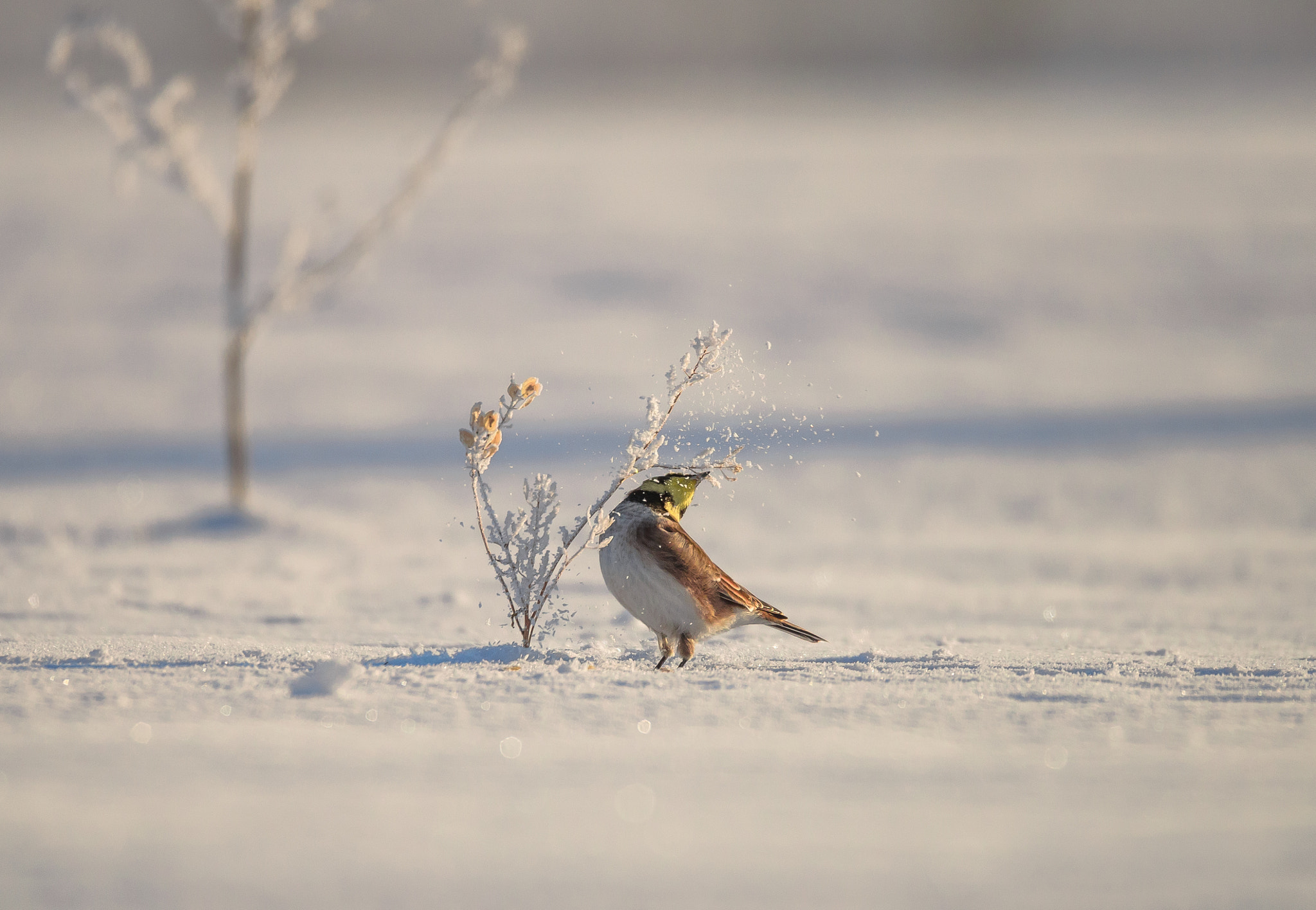 Sigma 150-600mm F5-6.3 DG OS HSM | S sample photo. Один день из жизни жаворонков photography