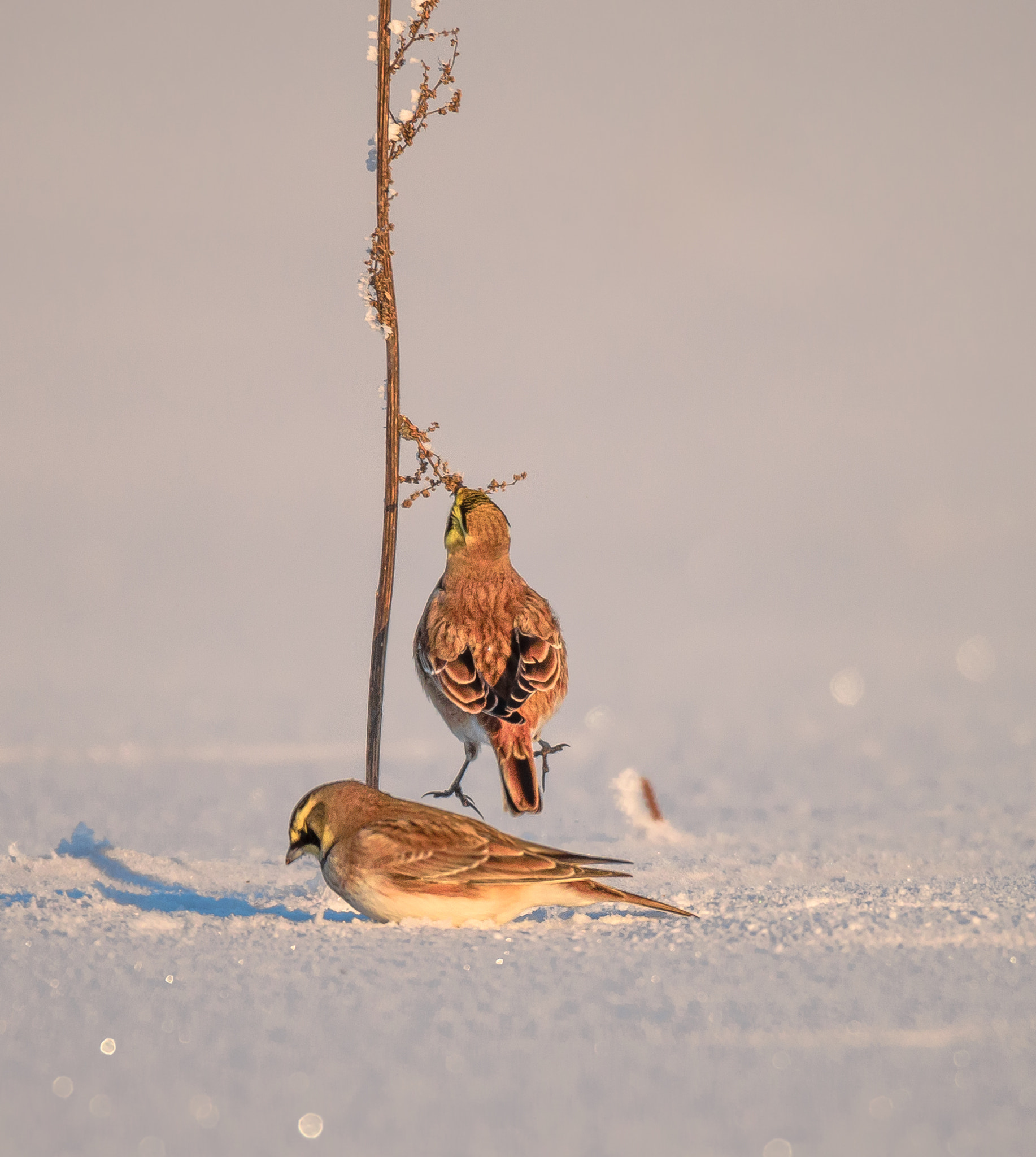 Sigma 150-600mm F5-6.3 DG OS HSM | S sample photo. Один день из жизни жаворонков photography