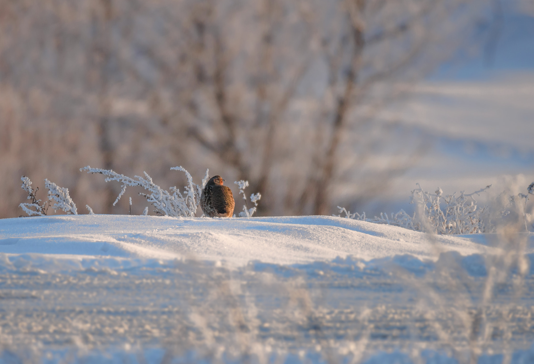 Sigma 150-600mm F5-6.3 DG OS HSM | S sample photo. Одинокая куропатка photography