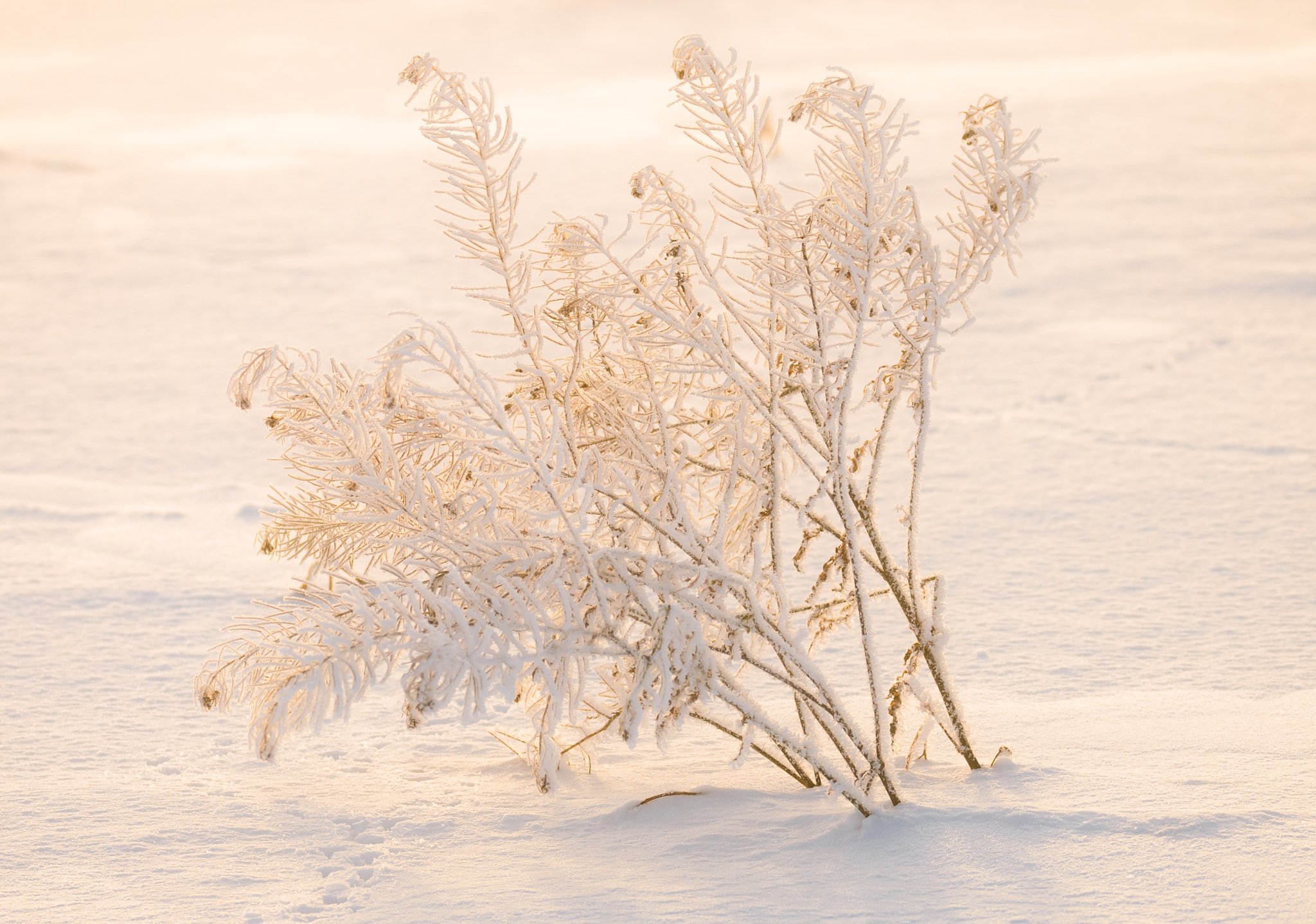 Sigma 150-600mm F5-6.3 DG OS HSM | S sample photo. В свете утра photography