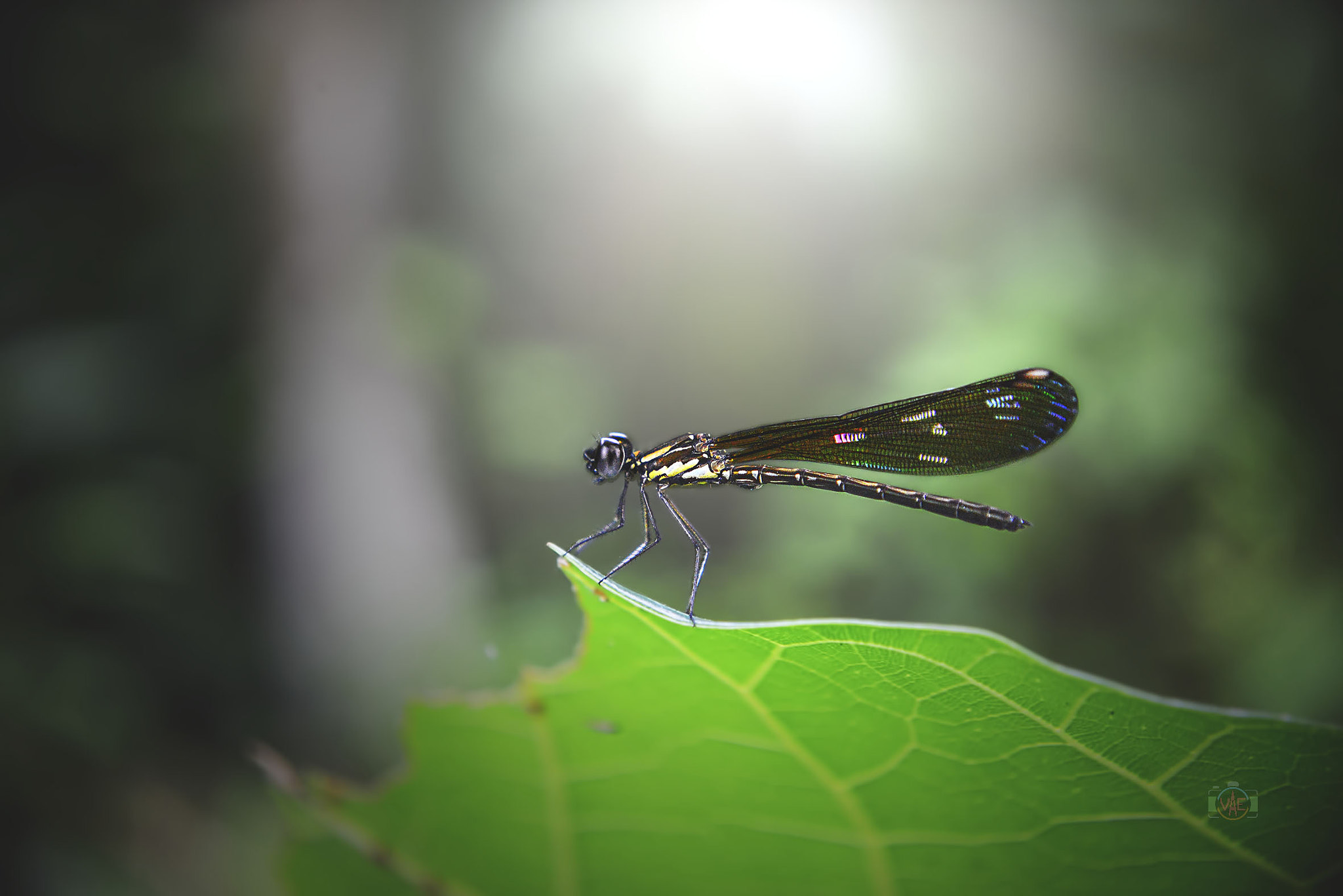 Nikon D800 sample photo. Your light photography