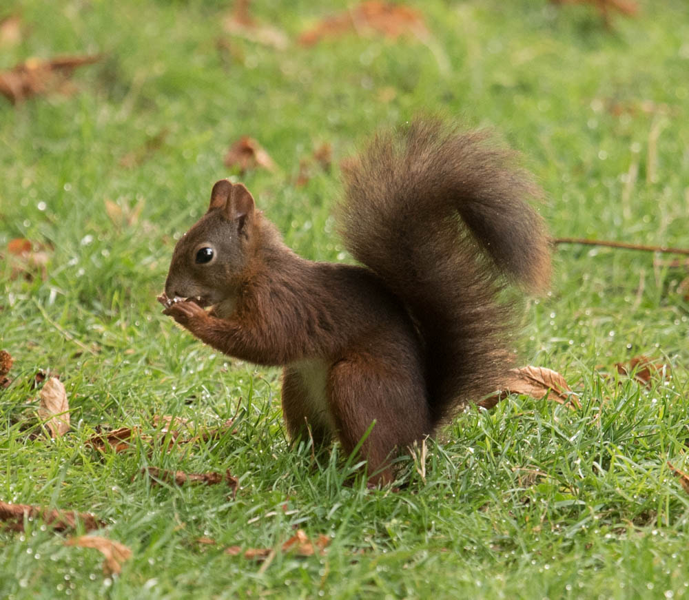 Nikon Nikkor AF-S 300mm F4E PF ED VR sample photo. Squirrel photography