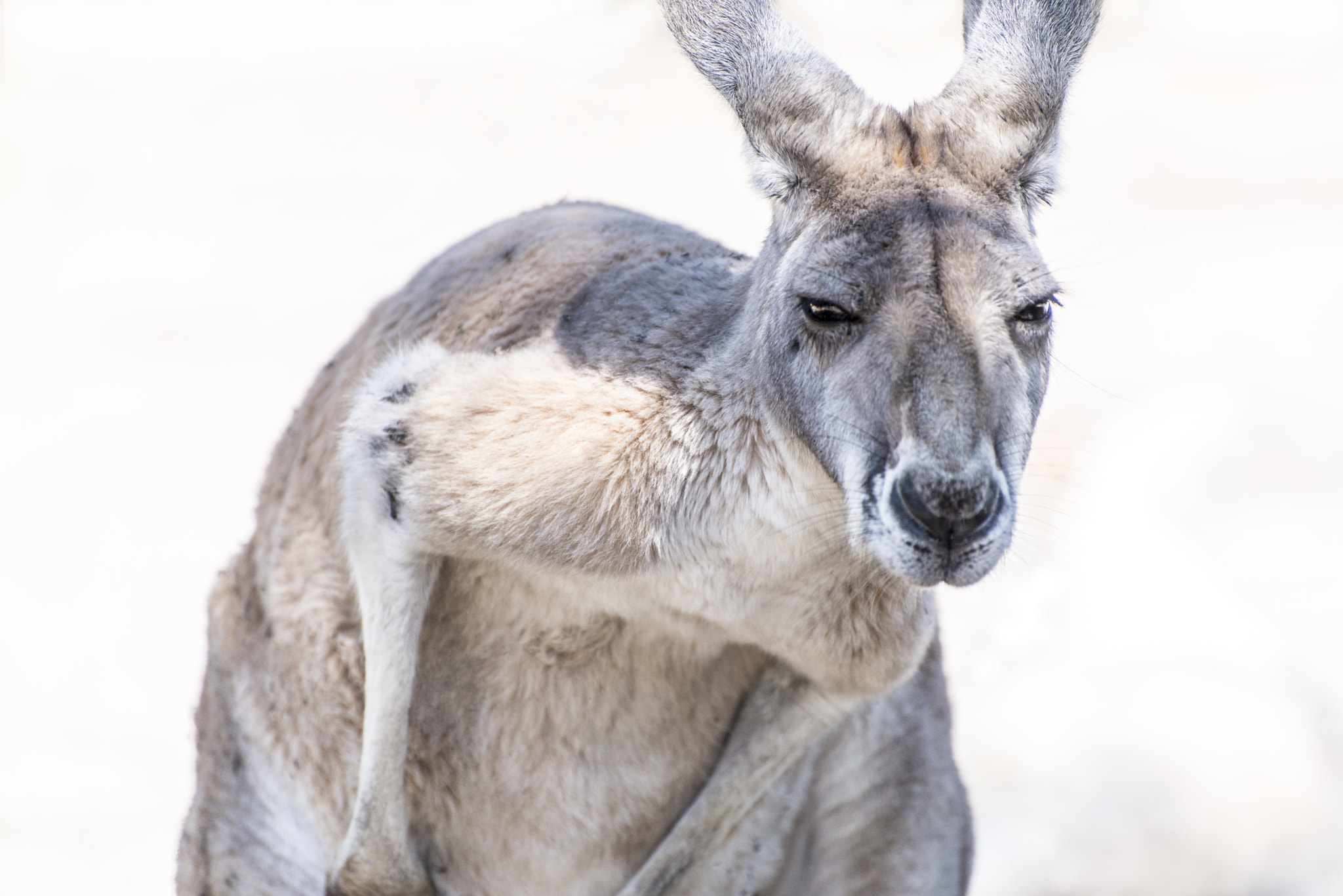 Nikon D800E sample photo. Kung-fu kangaroo photography