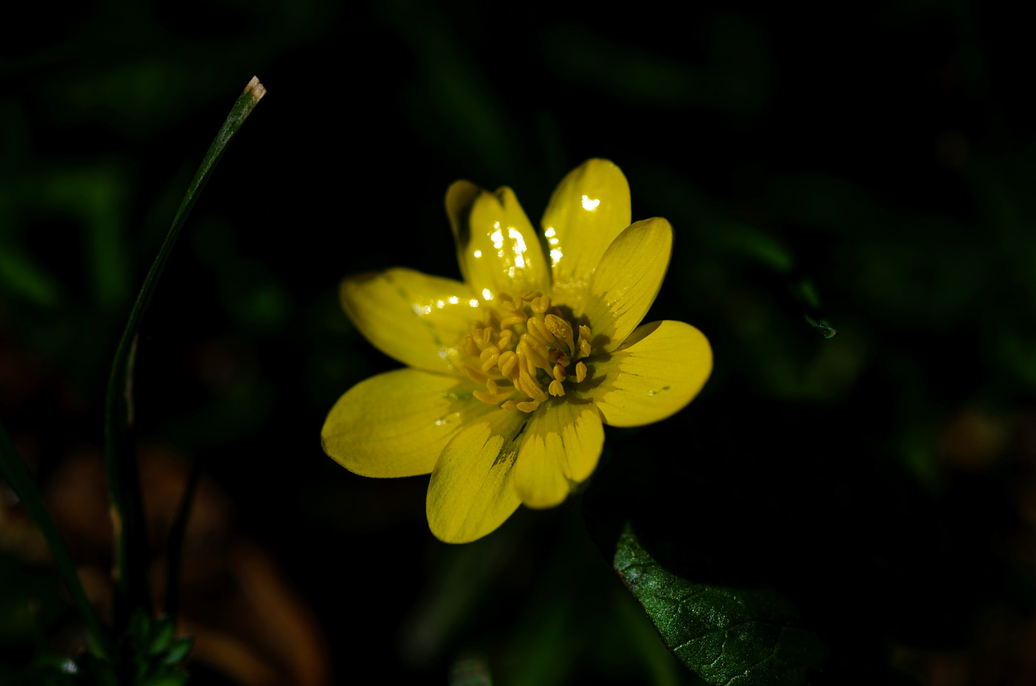 Sigma 105mm F2.8 EX DG OS HSM sample photo. Like a plastic photography
