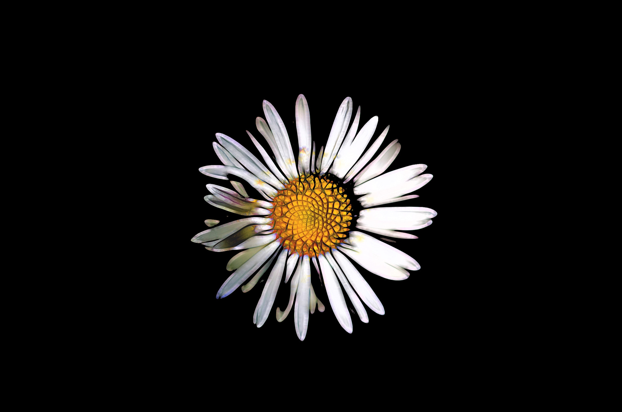 Sigma 105mm F2.8 EX DG OS HSM sample photo. Misty daisy photography