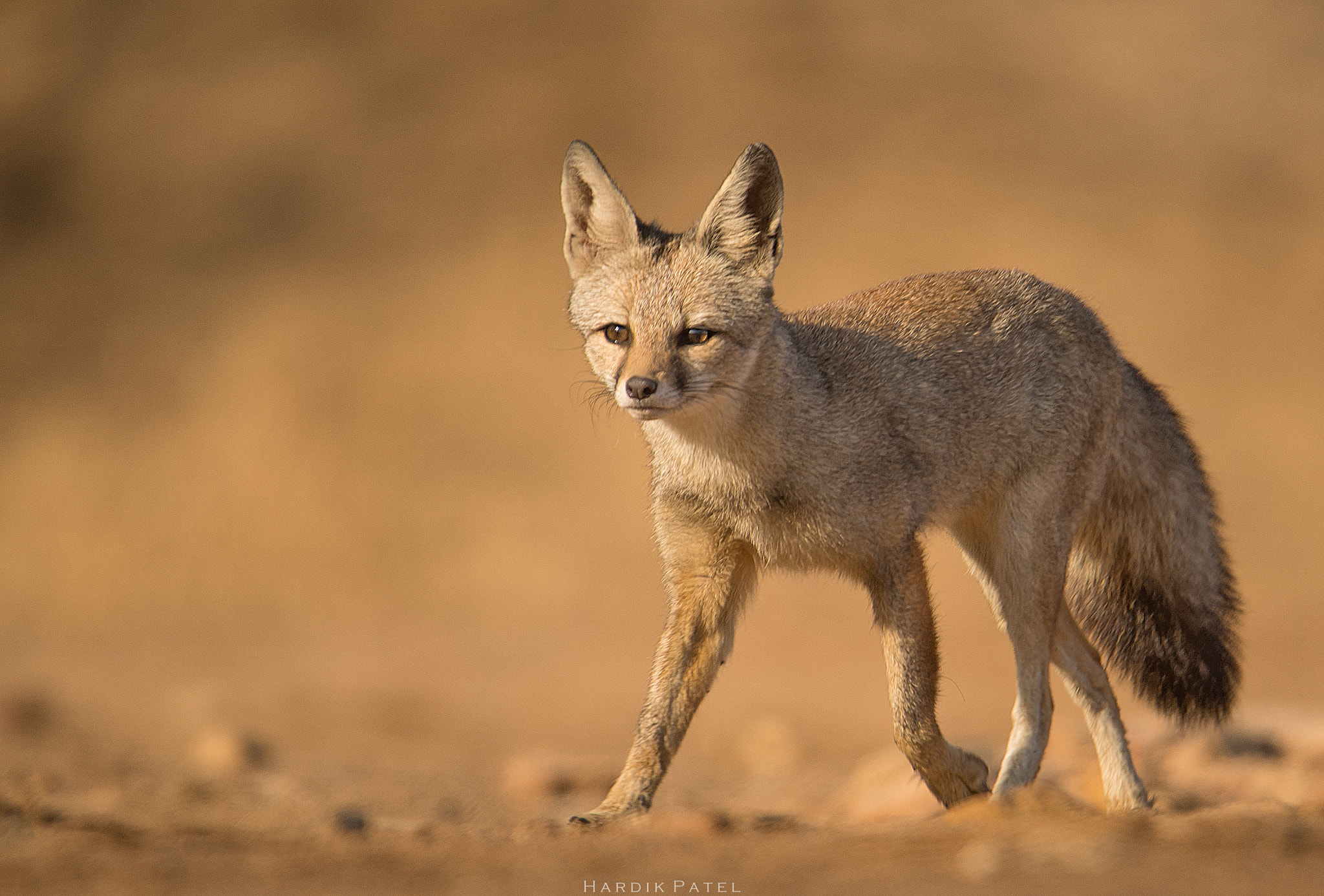 Nikon D5 sample photo. Indian fox photography