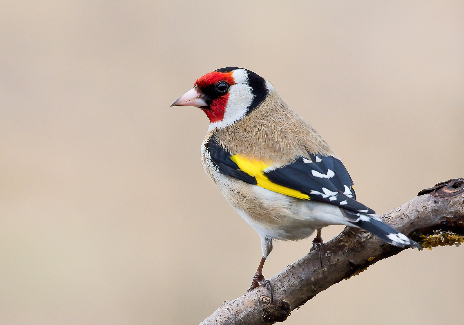 Sigma 120-400mm F4.5-5.6 DG OS HSM sample photo. Goldfinch photography