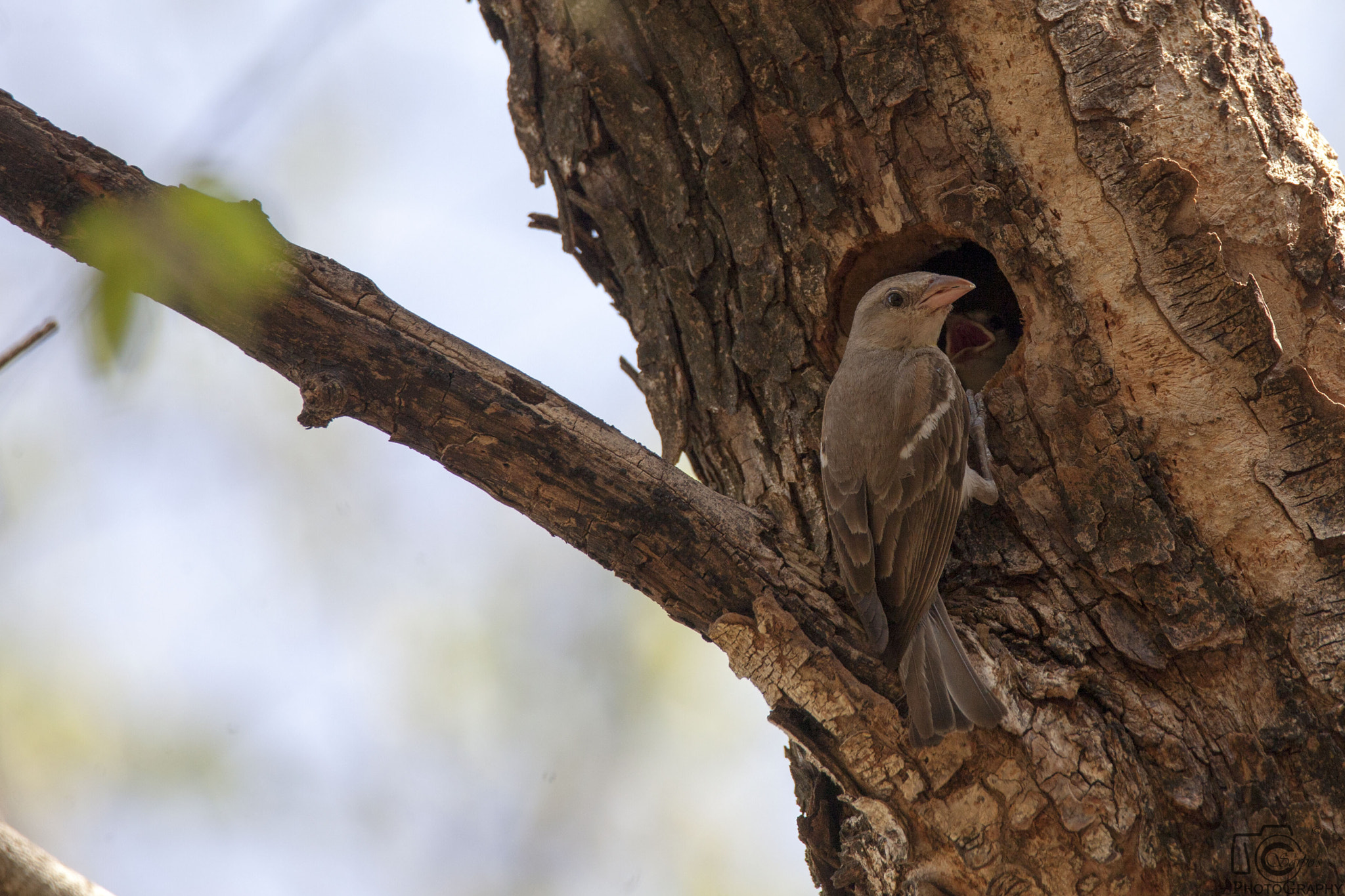 Tamron SP 150-600mm F5-6.3 Di VC USD sample photo. Img photography
