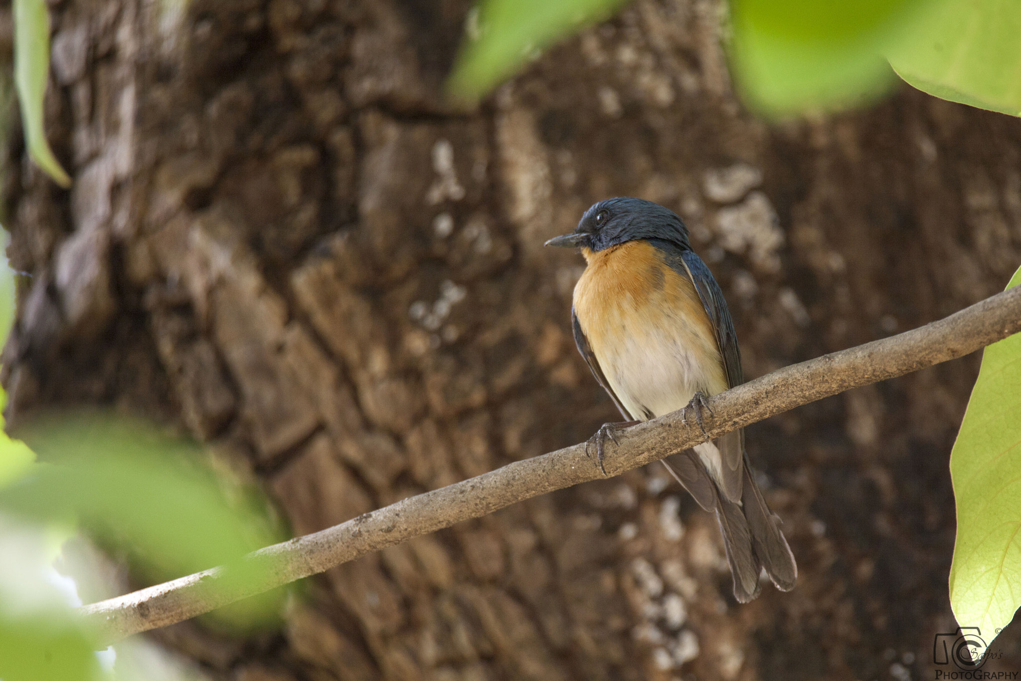 Tamron SP 150-600mm F5-6.3 Di VC USD sample photo. Img photography