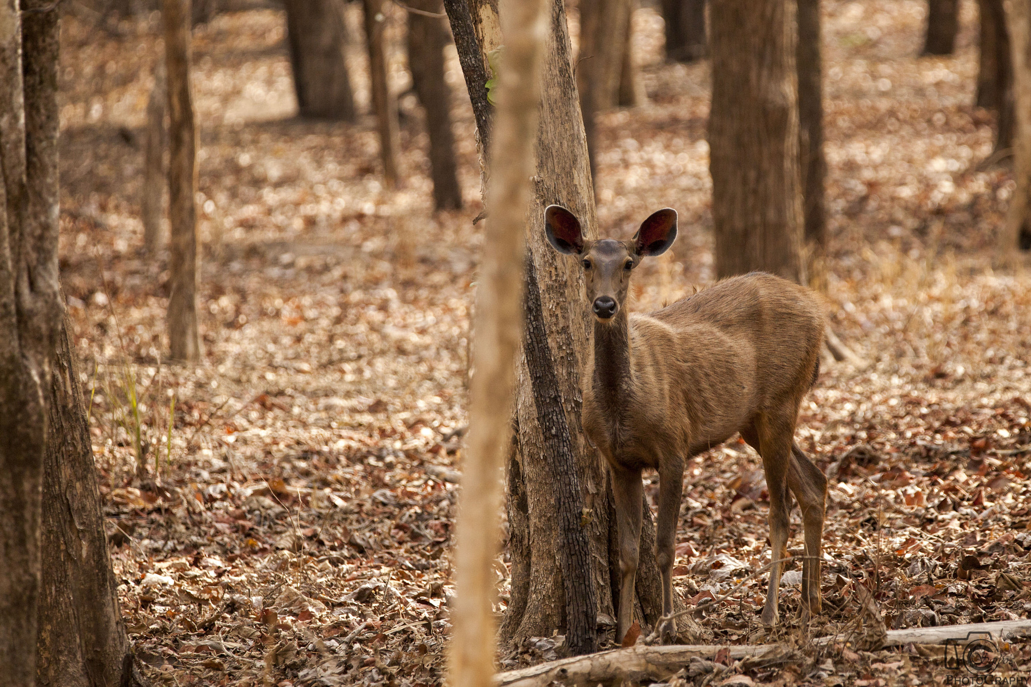 Tamron SP 150-600mm F5-6.3 Di VC USD sample photo. Img photography