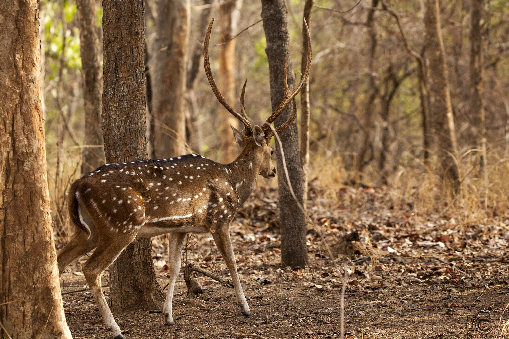 Tamron SP 150-600mm F5-6.3 Di VC USD sample photo. Img photography