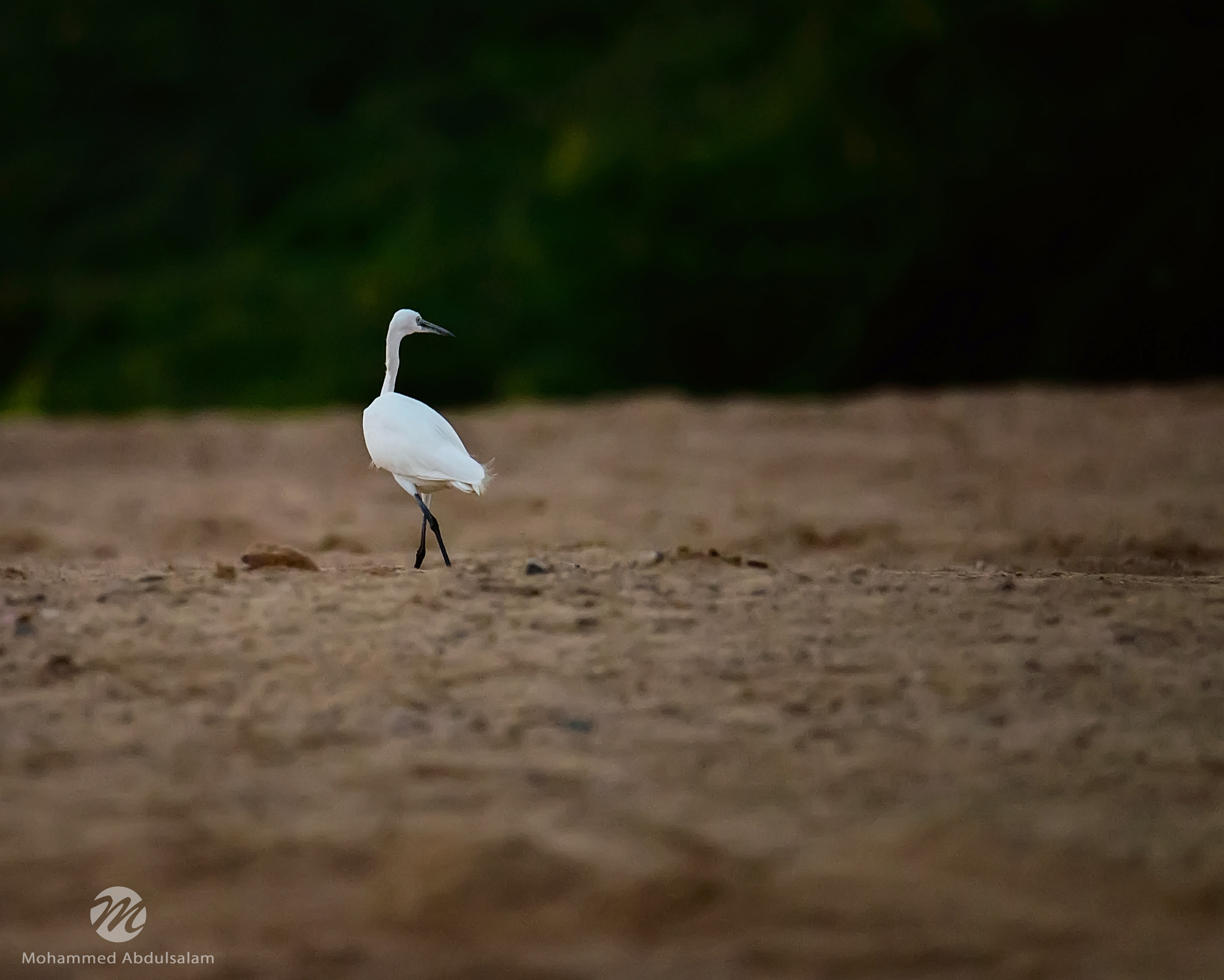 Nikon D610 sample photo. Bird photography