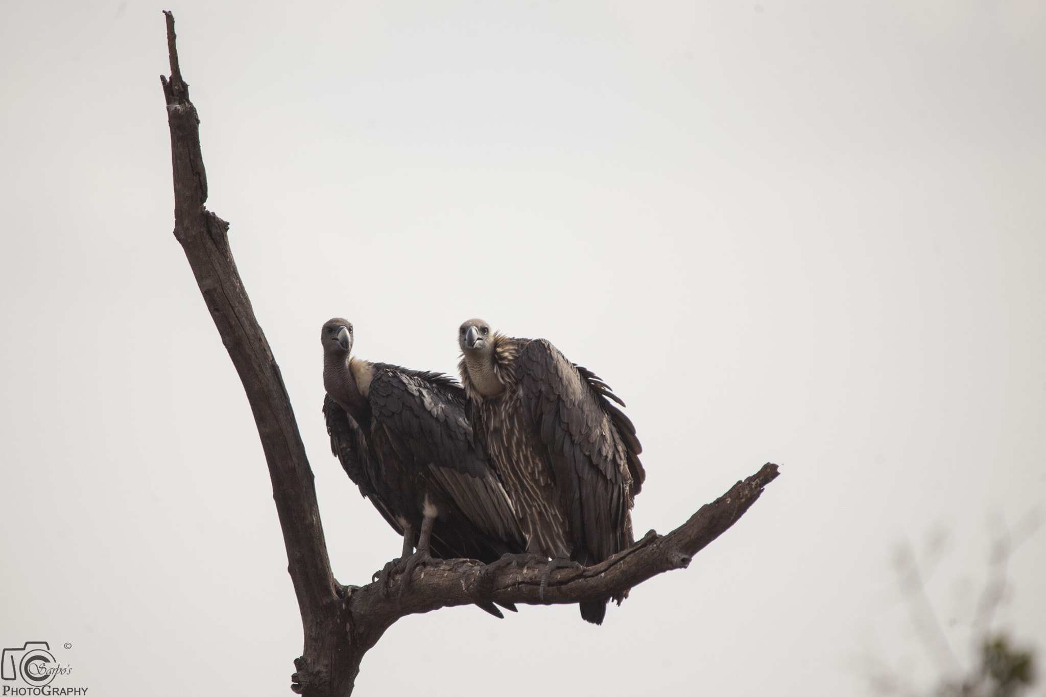 Tamron SP 150-600mm F5-6.3 Di VC USD sample photo. Img photography