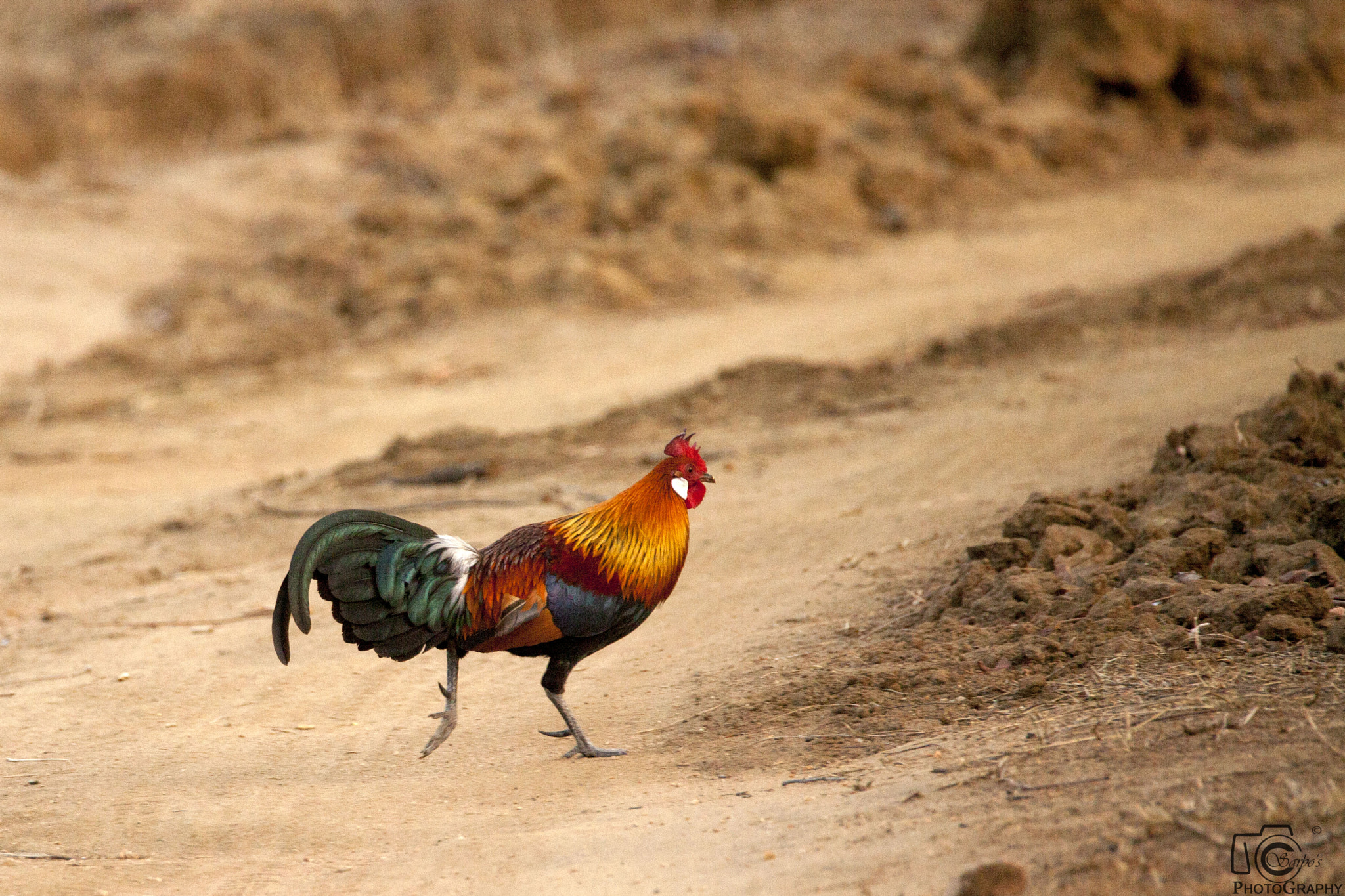 Tamron SP 150-600mm F5-6.3 Di VC USD sample photo. Img photography