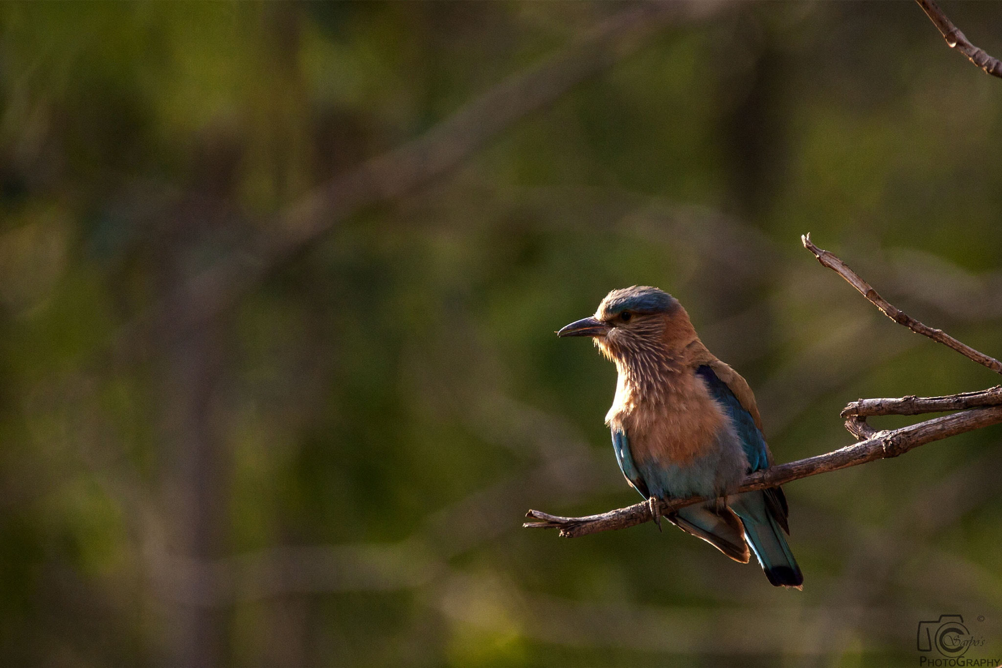 Tamron SP 150-600mm F5-6.3 Di VC USD sample photo. Pench national park photography