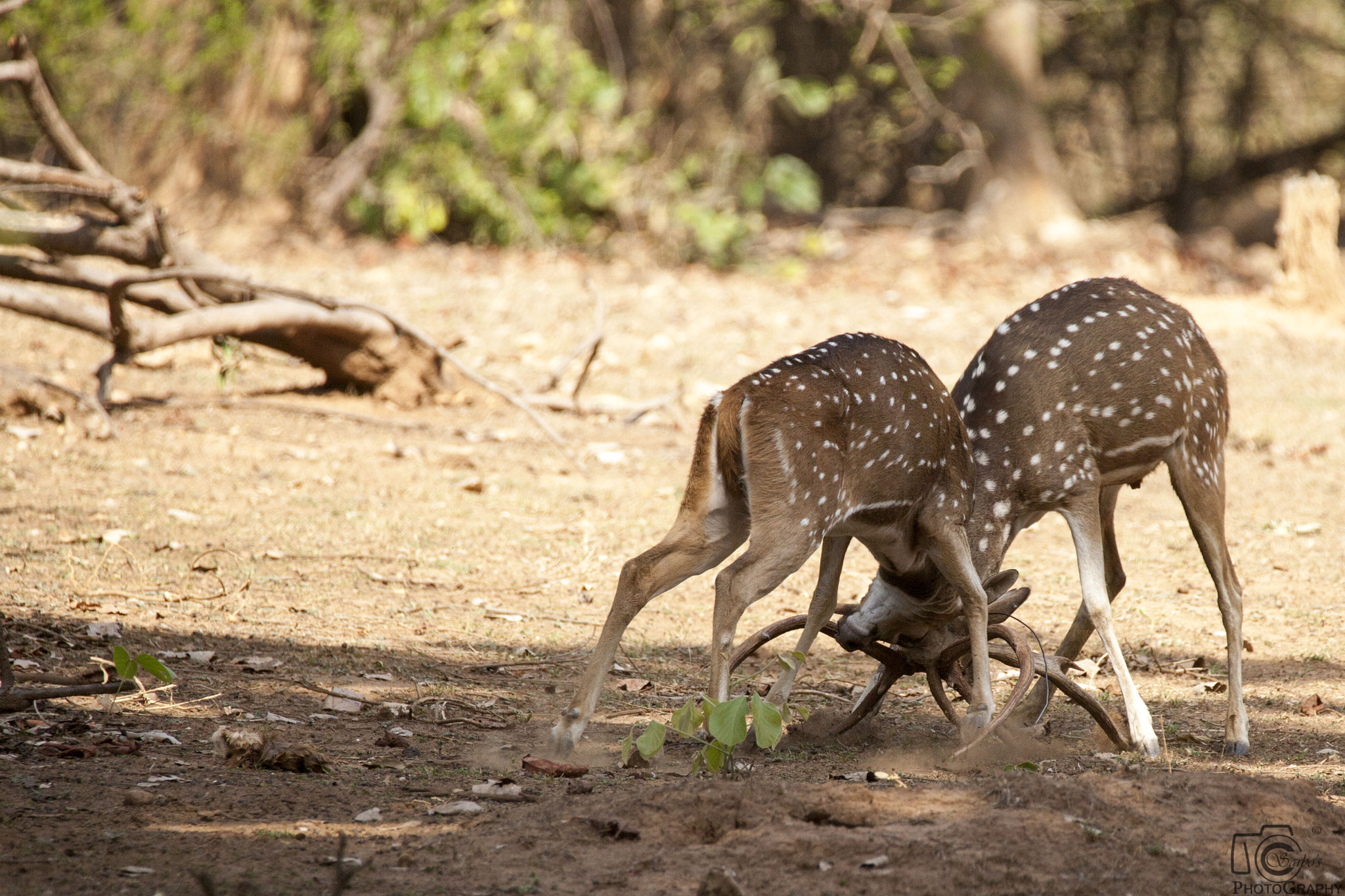 Tamron SP 150-600mm F5-6.3 Di VC USD sample photo. Pench national park photography