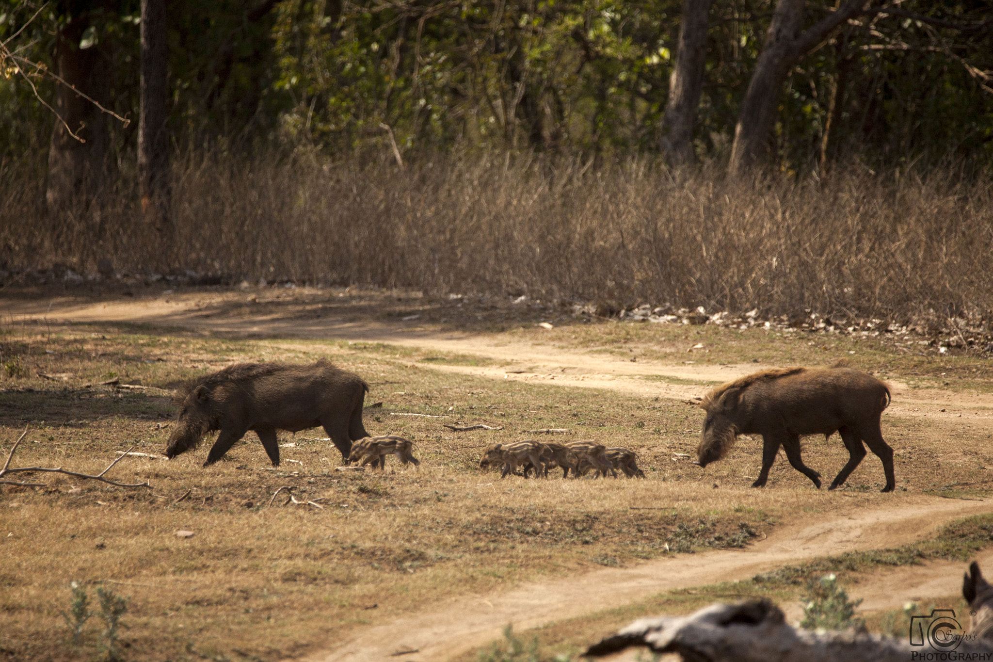 Tamron SP 150-600mm F5-6.3 Di VC USD sample photo. Pench national park photography