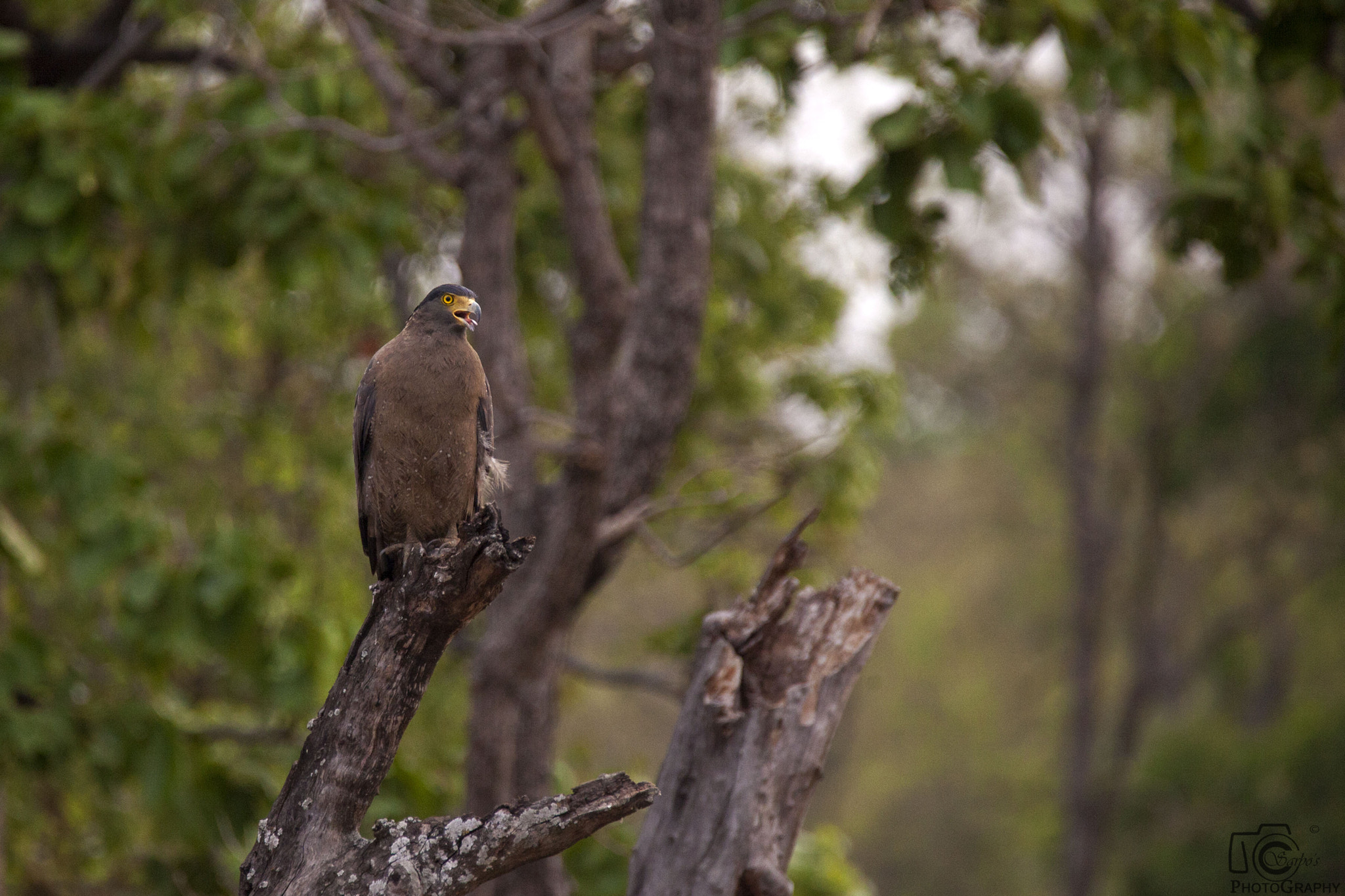 Tamron SP 150-600mm F5-6.3 Di VC USD sample photo. Pench national park photography